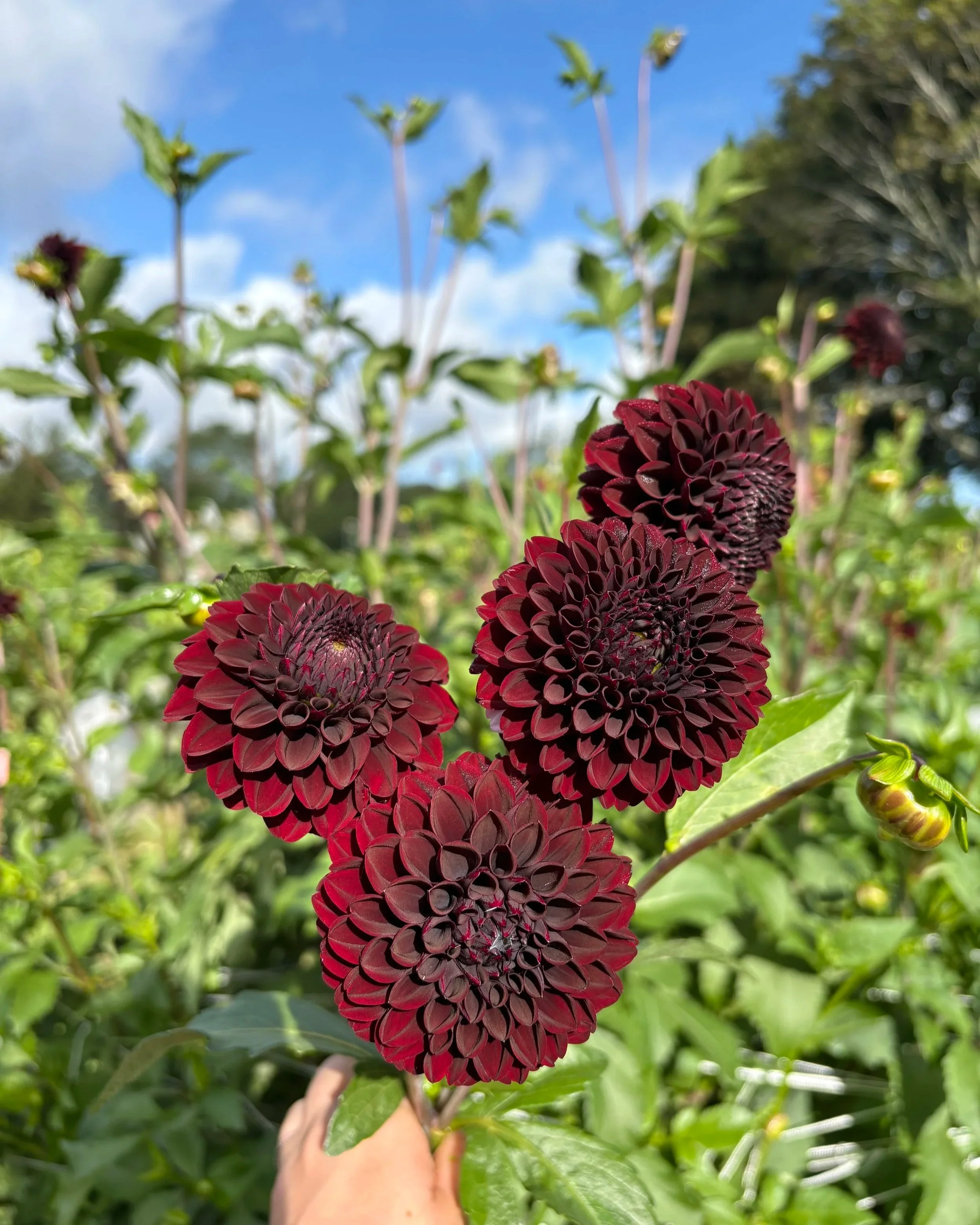 bloomquist champion dahlia