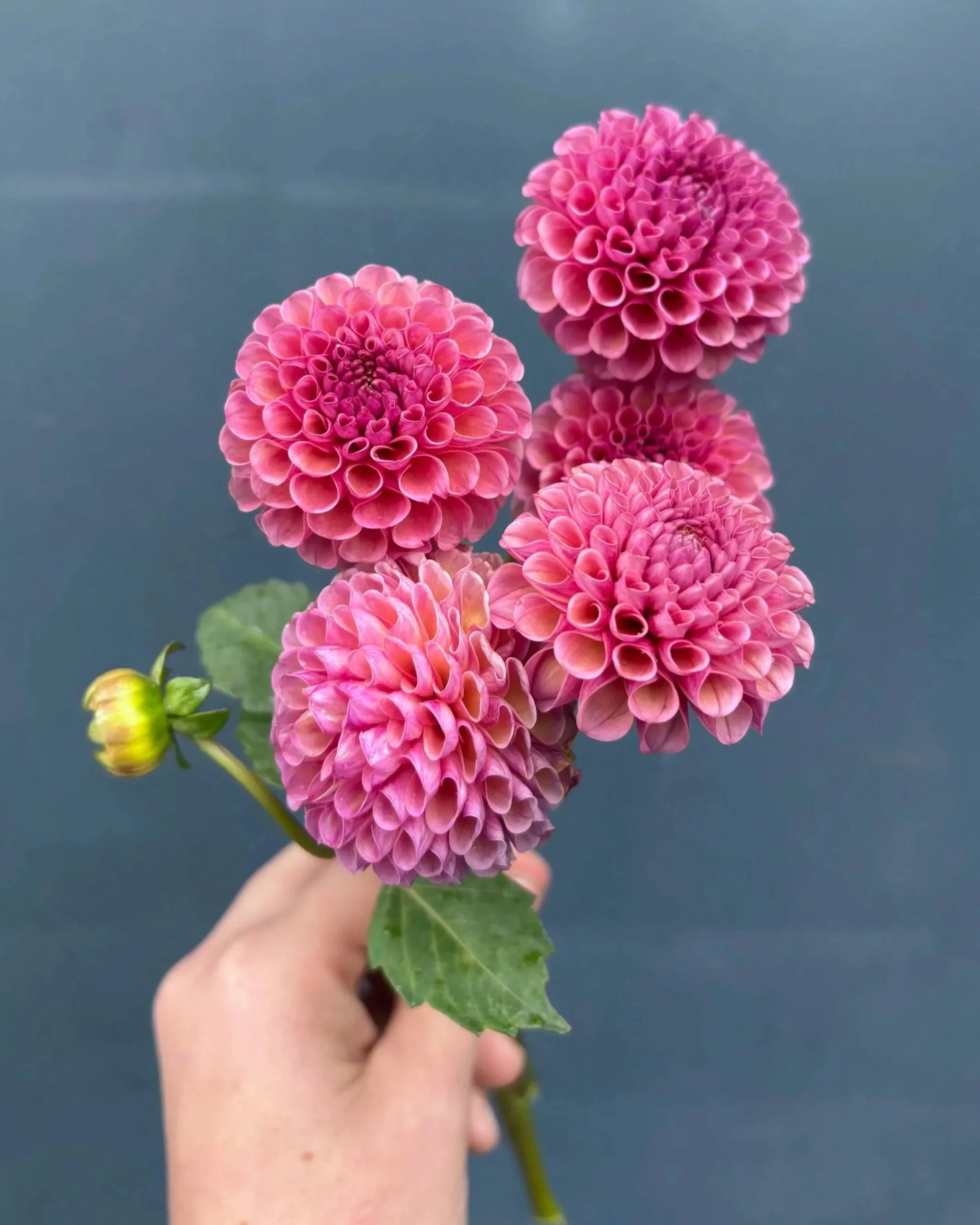Koko Puff