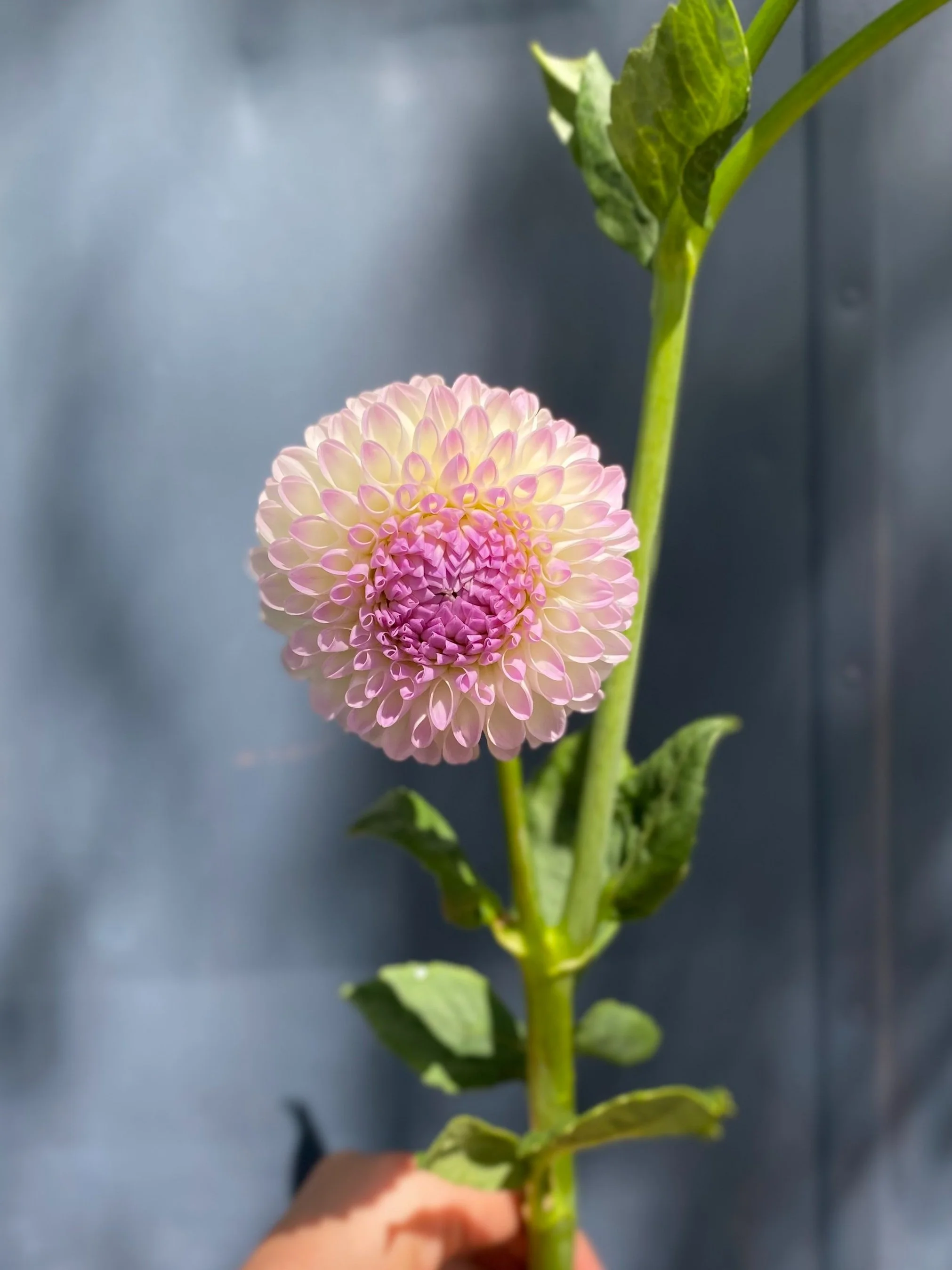 Hollyhill Miss White