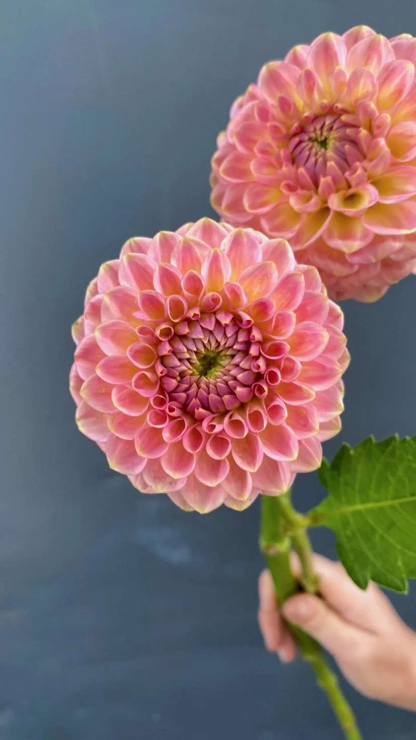 20th Avenue Softer Peach