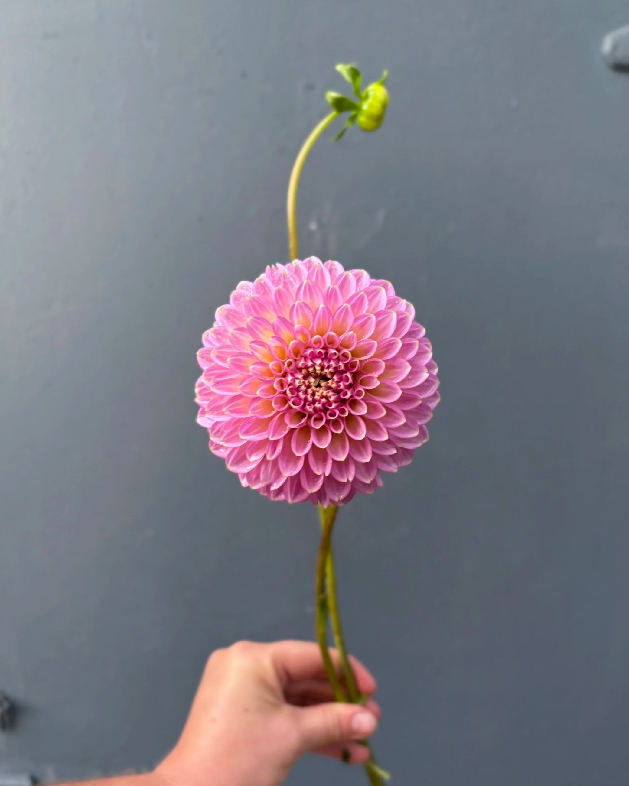 Skipley Spot of Gold