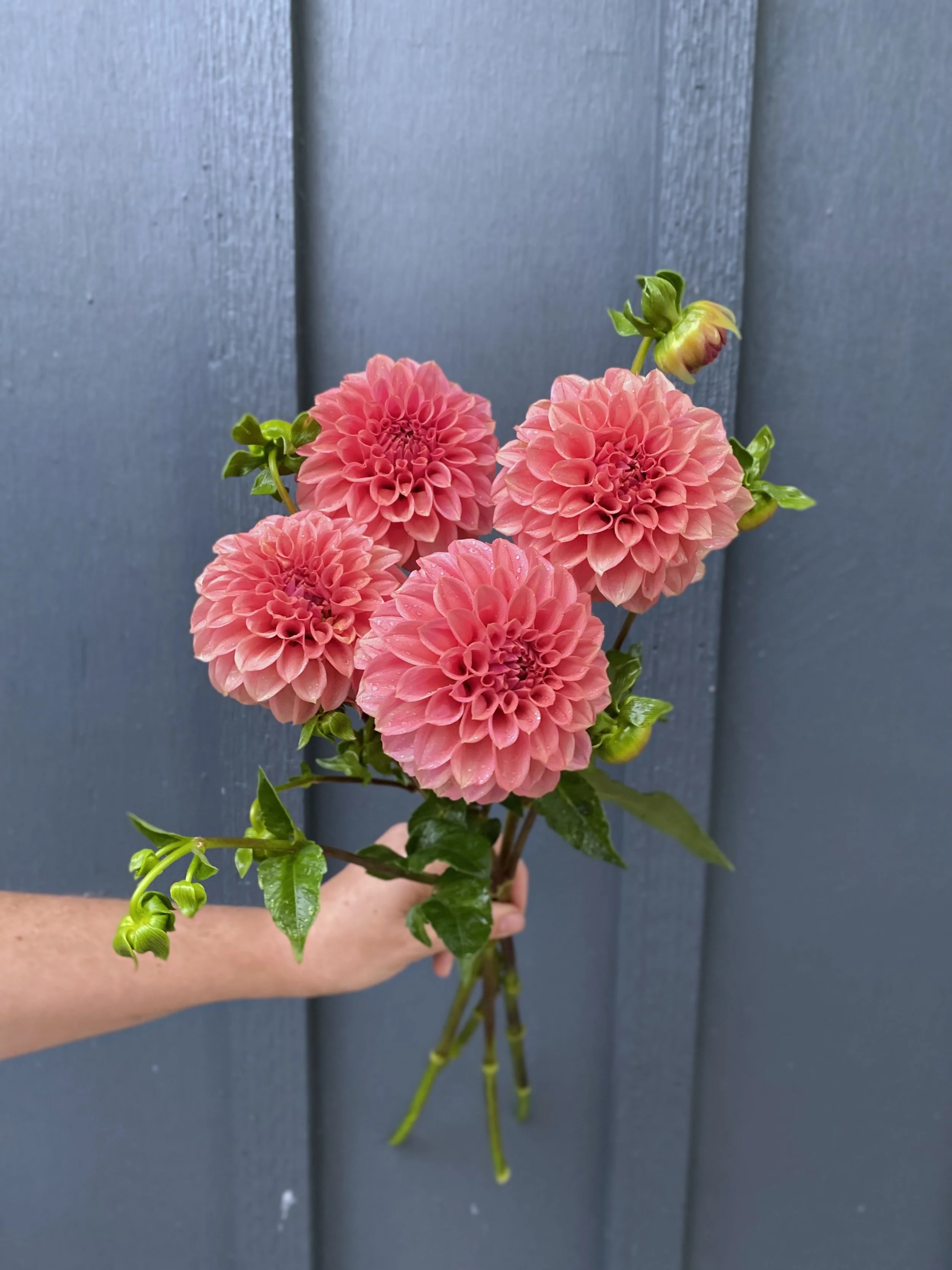 KA™ Keltie Rose