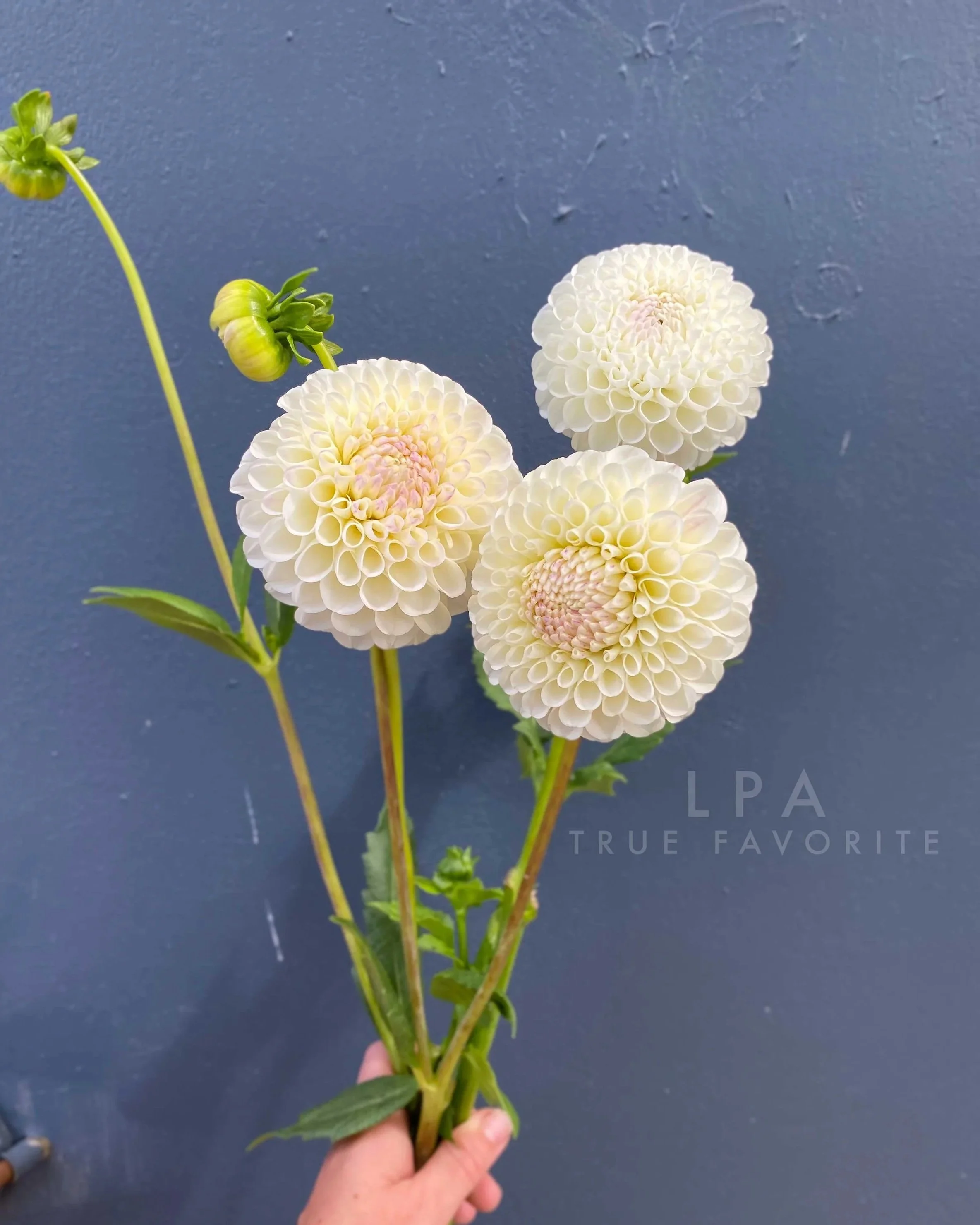 20th Avenue Tradition