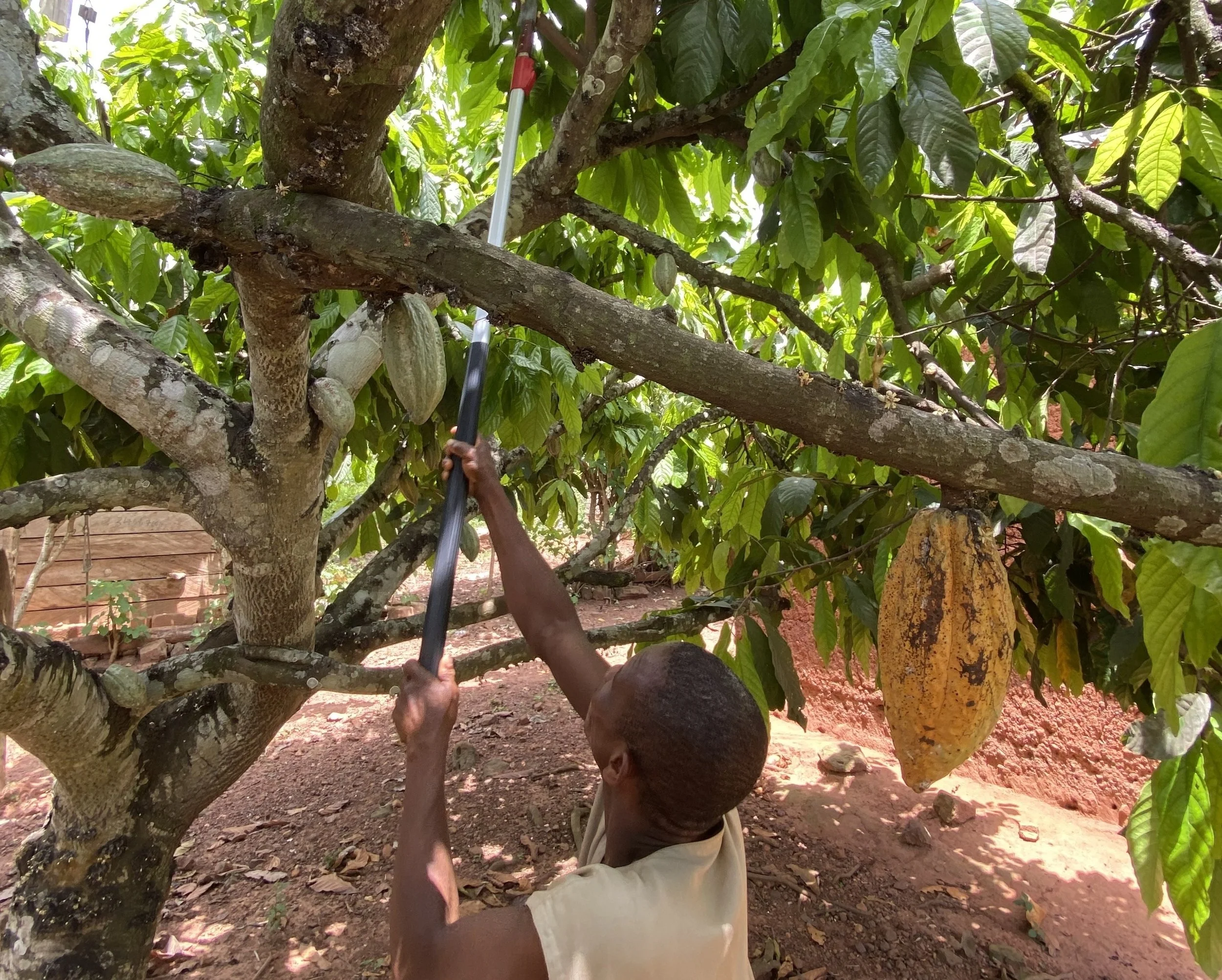 Farmer prunning cocoa tree.jpeg