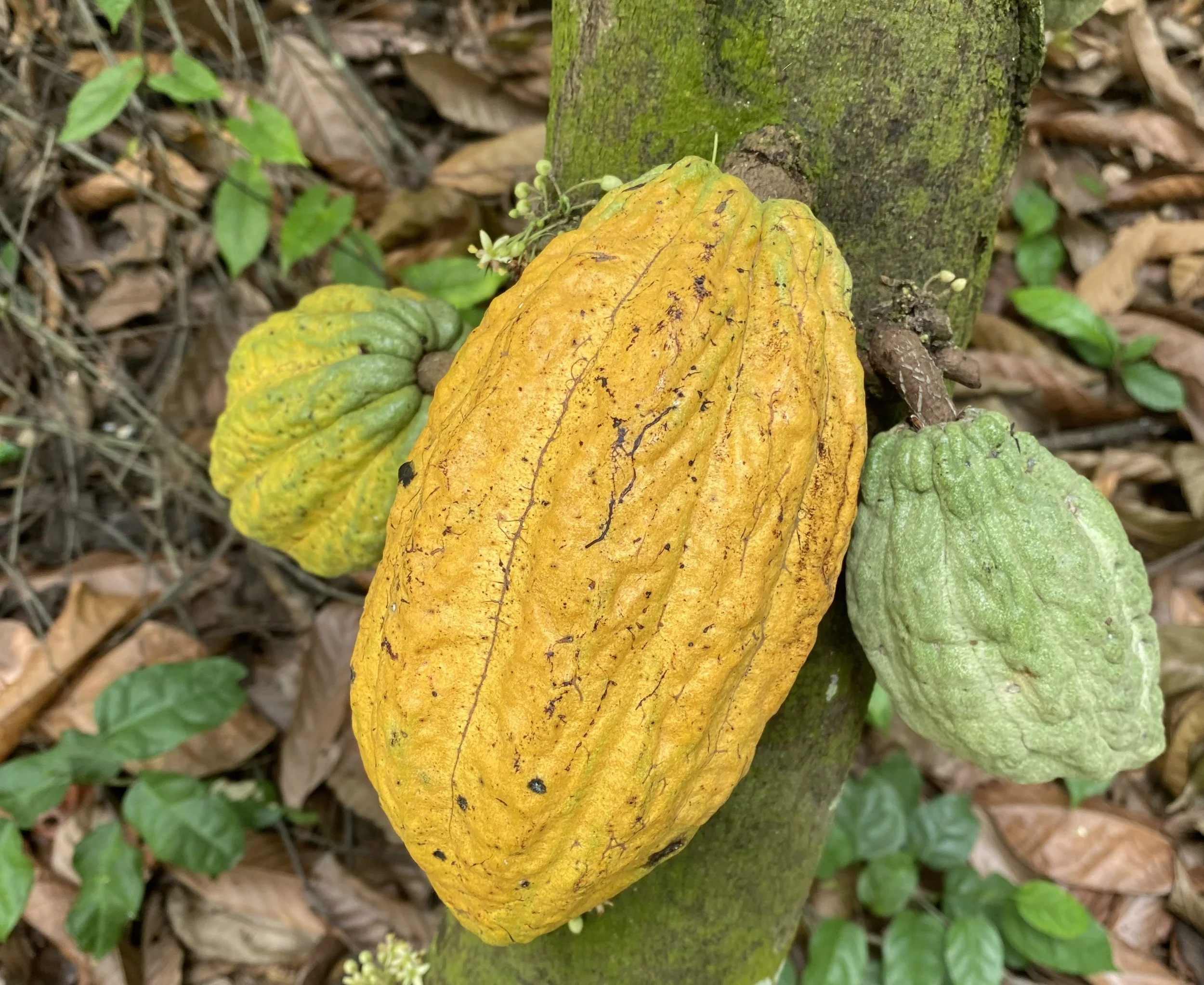 Cocoa fruit ready for harvest.jpeg