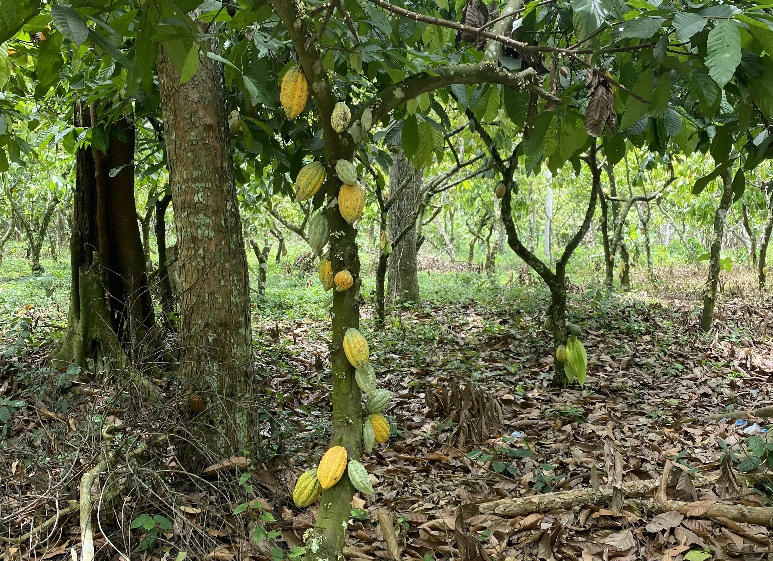 Closely planted cocoa trees with few shade trees on farm.jpeg