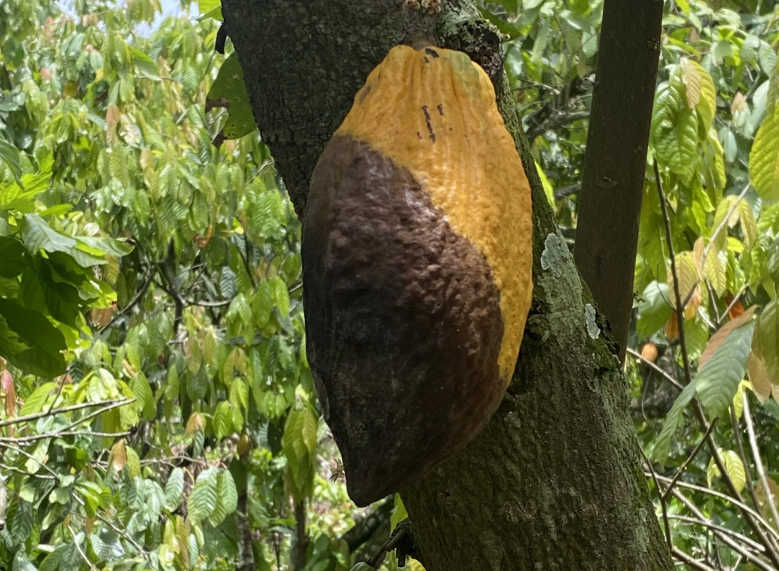 cocoa tree affected by blackpod disease .jpeg