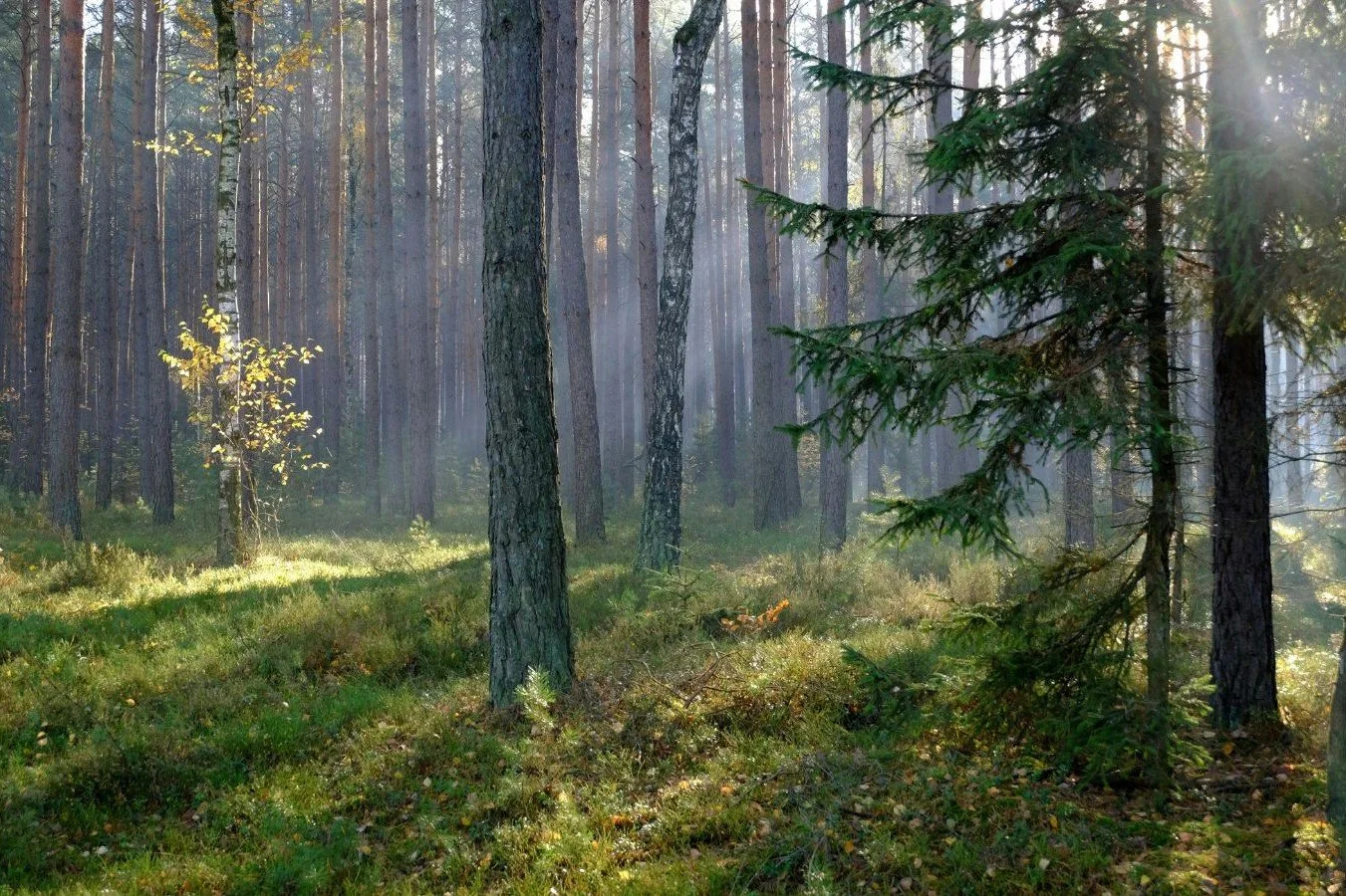 Webinar: Informing land-use decisions about consequences for biodiversity