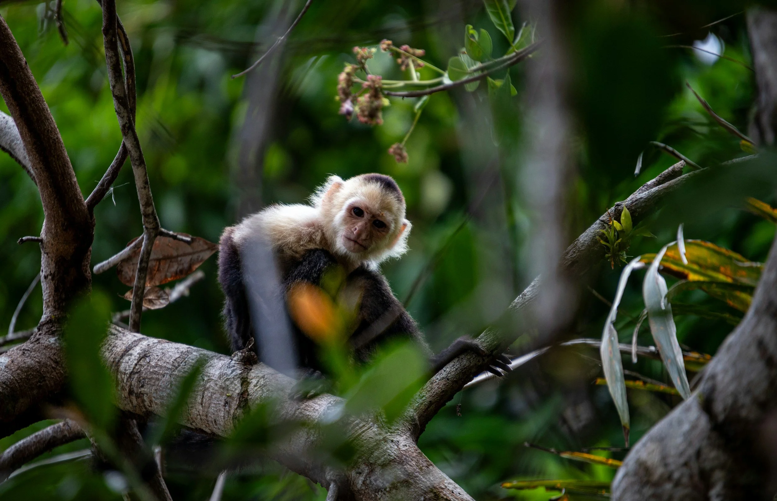 COP17 post-match analysis – is biodiversity action accelerating?