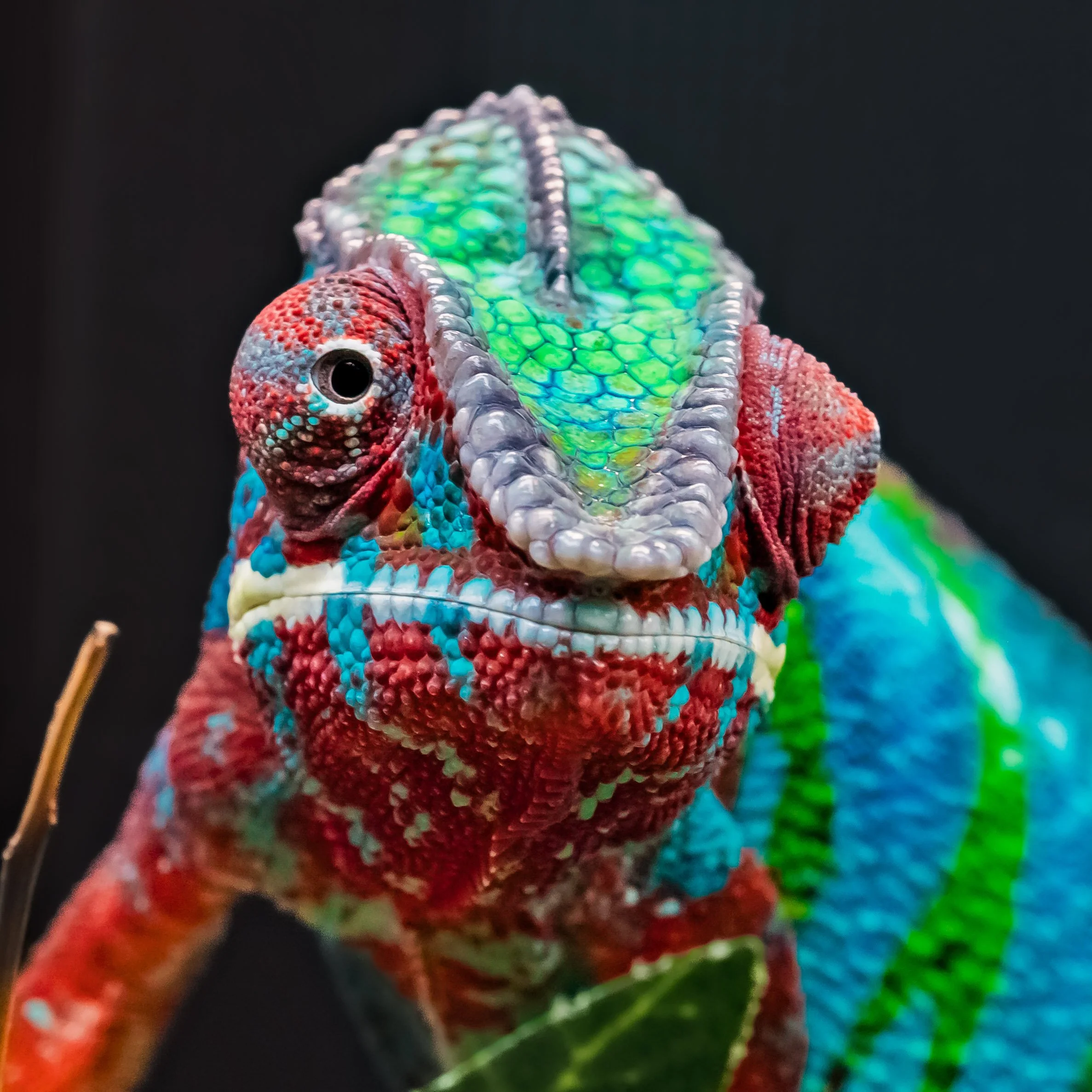 How to Set Up a Panther Chameleon Enclosure