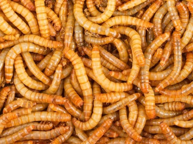 Mealworms for Reptiles A Complete Guide to Feeding, Storage, and Care