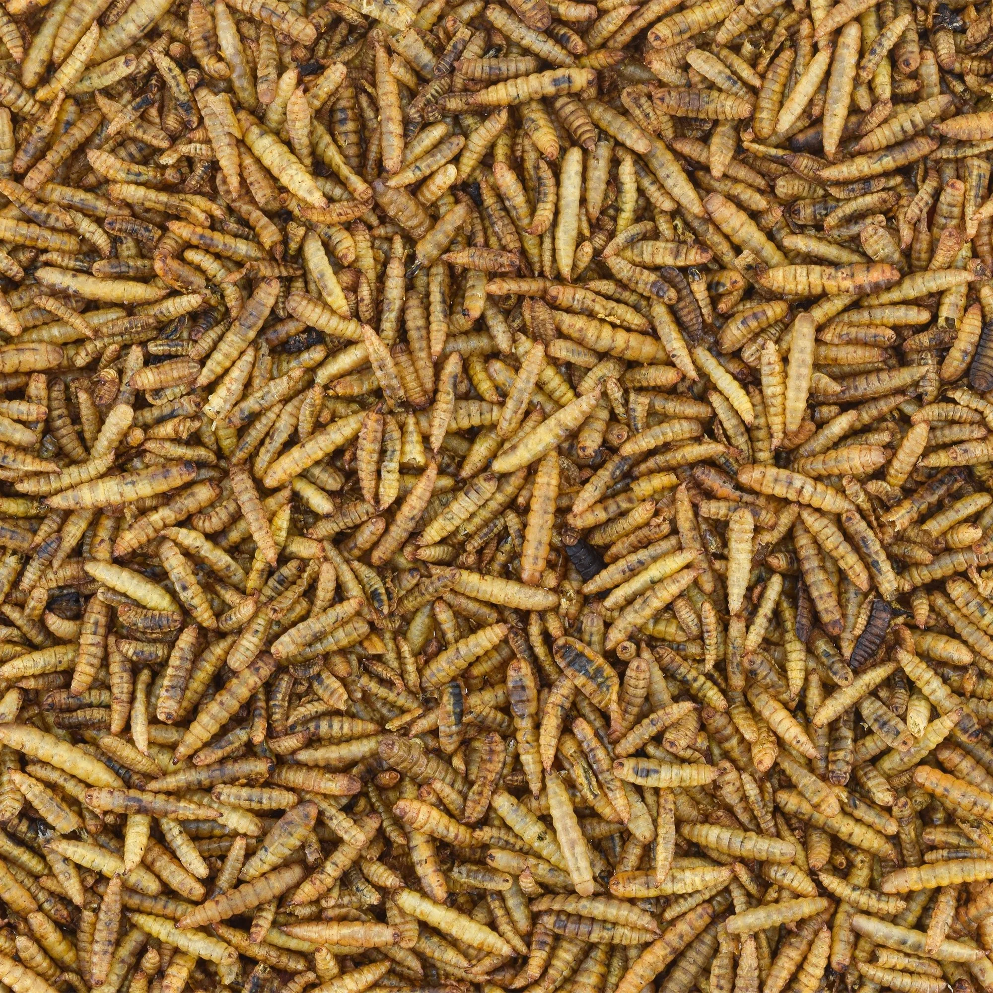 BSFL Image - dried.jpg
