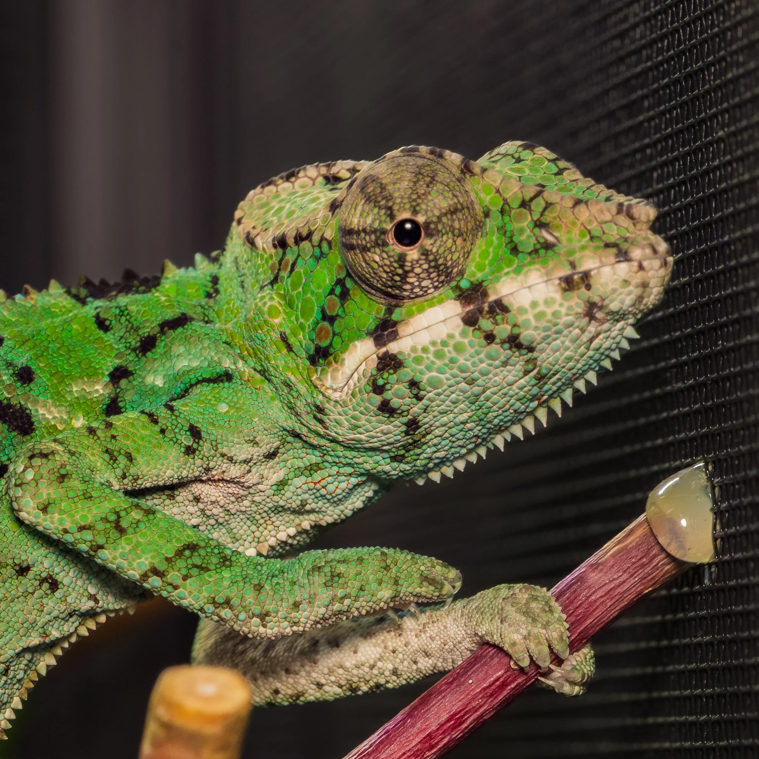 Male - Ambilobe Panther Chameleon (M441)