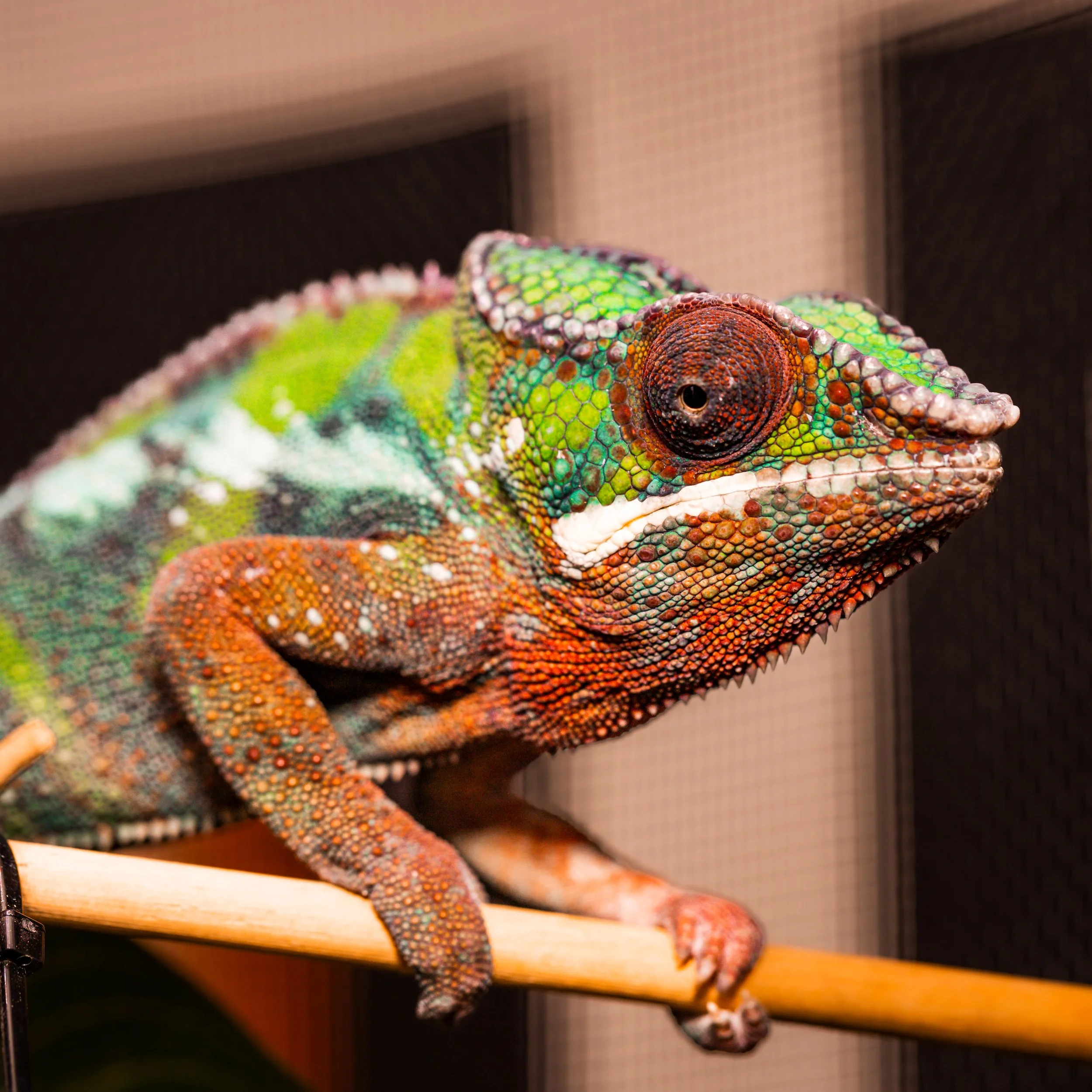 IMG_1531-Pisces - Edited-2.jpg