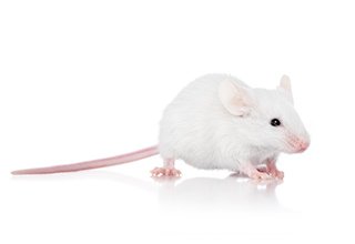 Live_Mice_Adult.jpg