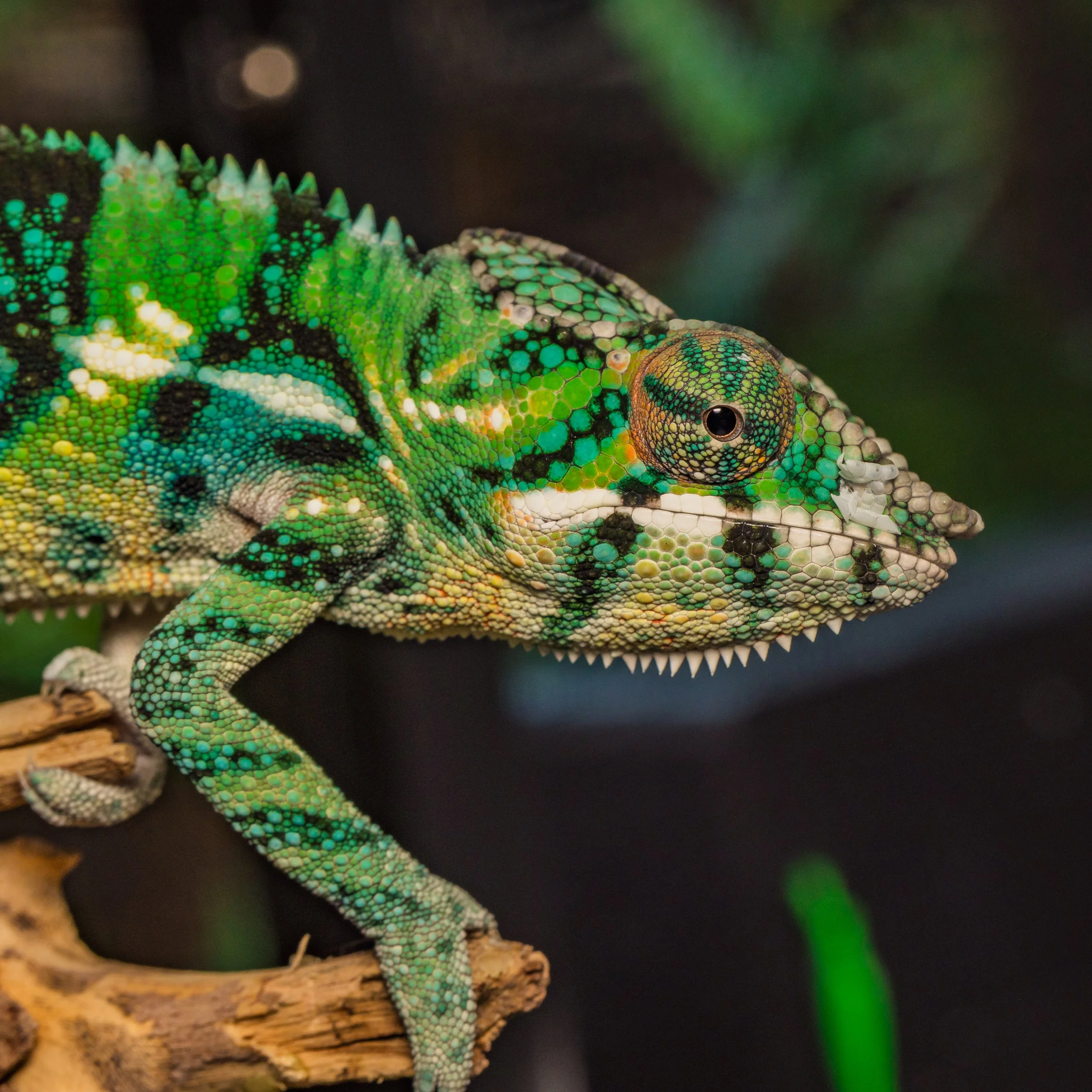 Male - Ambilobe Panther Chameleon (M510)