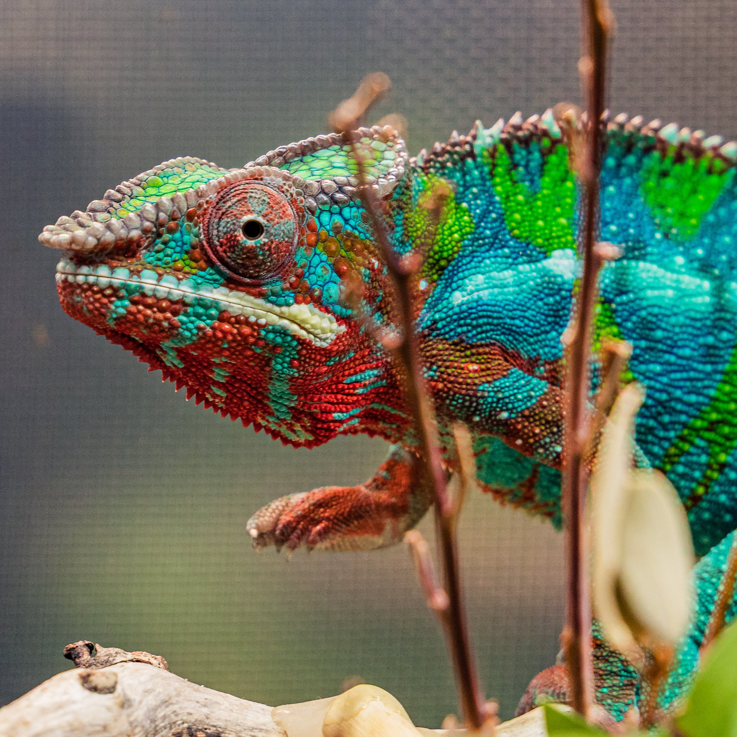 Tango/Kara - Ambilobe Panther Chameleon (3 to 6 months old)  - COMING SOON!