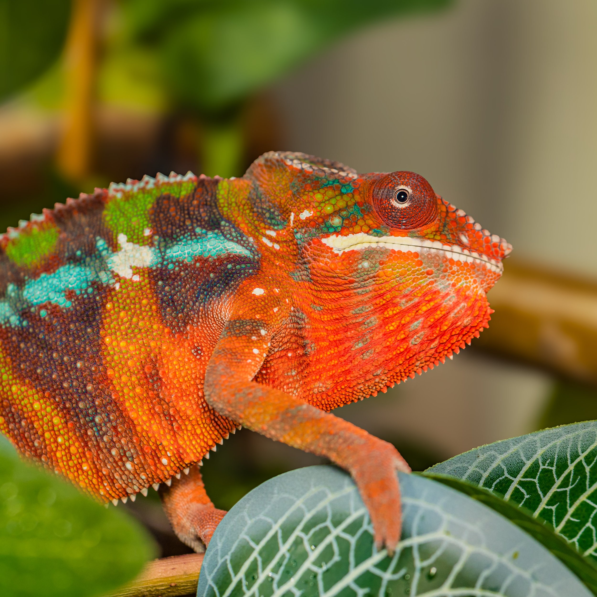 Male - Ambilobe Panther Chameleon (M212)