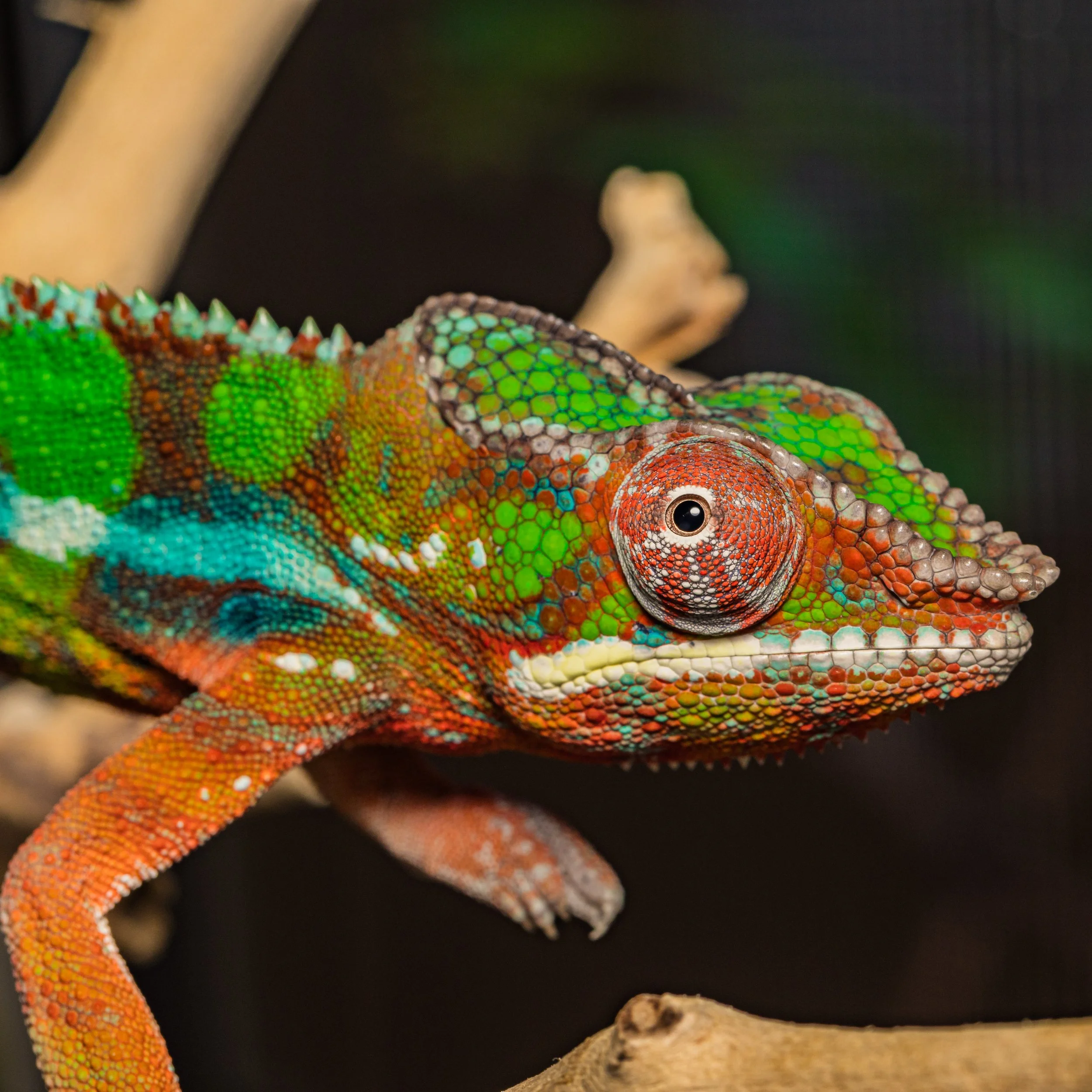 Male - Ambilobe Panther Chameleon (M982)