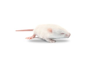 Fuzzy Mice.png
