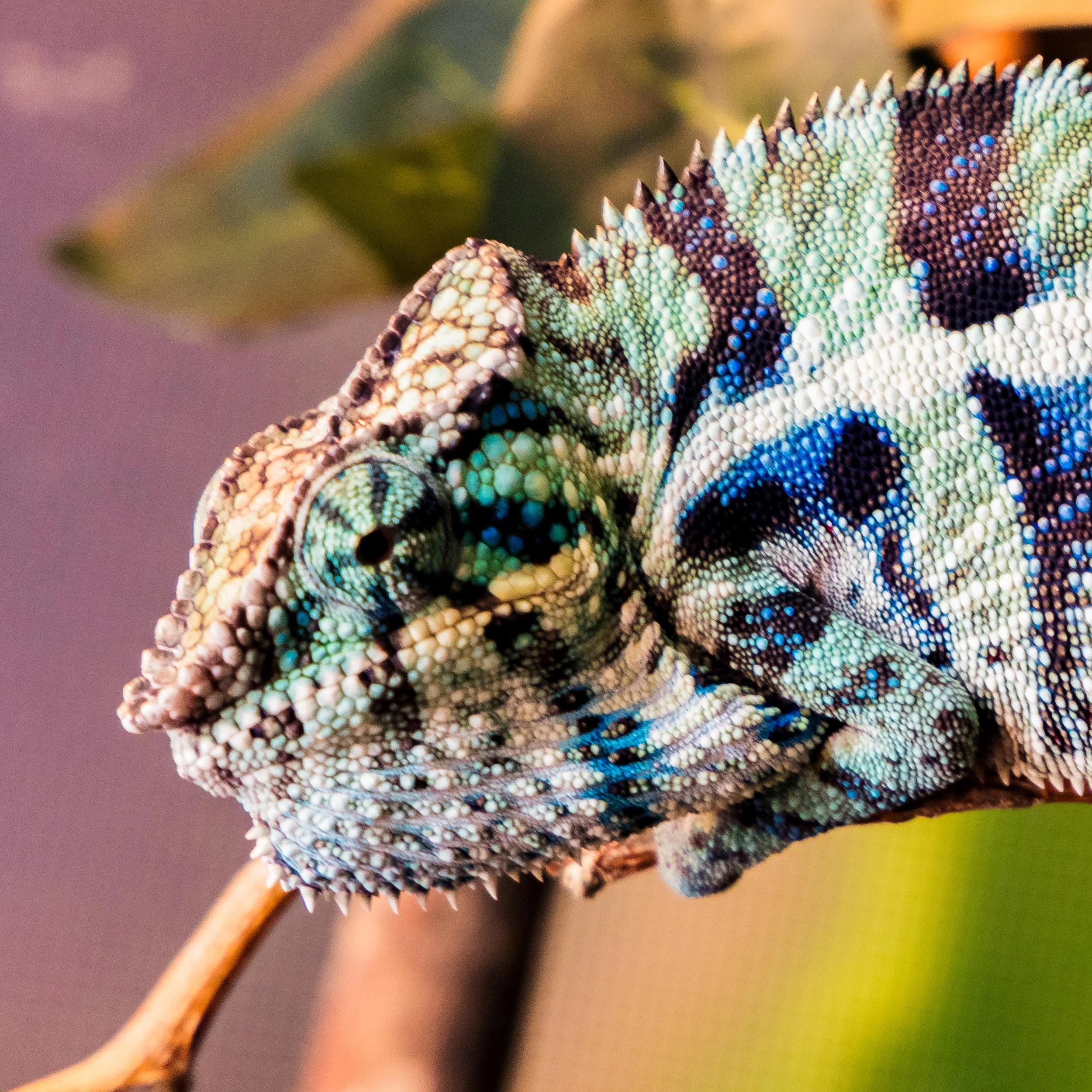 Male - Ambanja Panther Chameleon (M983)