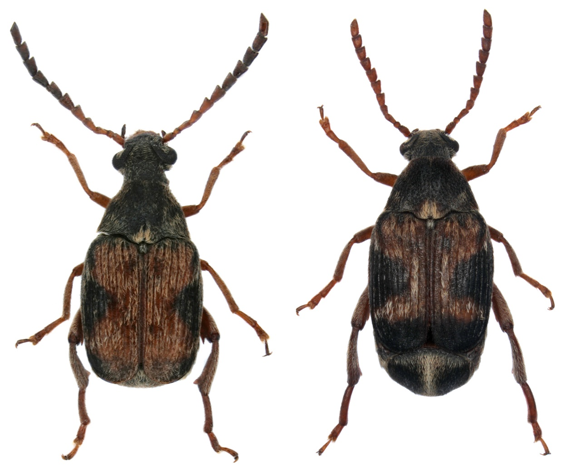 Bean Beetle Image.png