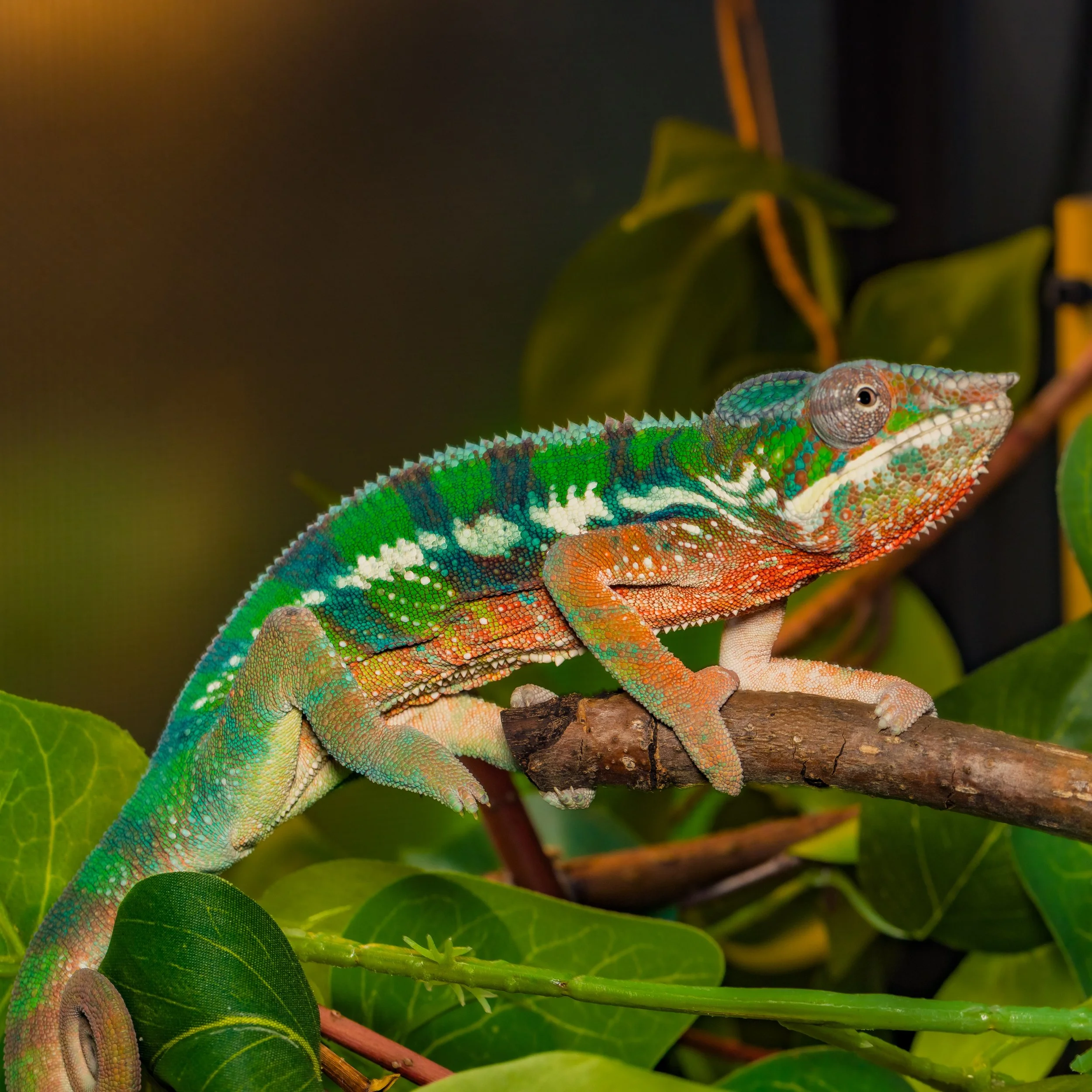 Male - Ambilobe Panther Chameleon (M578)