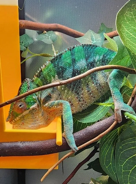 Male - Ambilobe Panther Chameleon (M819)