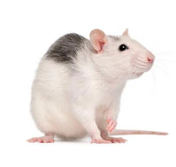 Weaned Rat (30-45g)