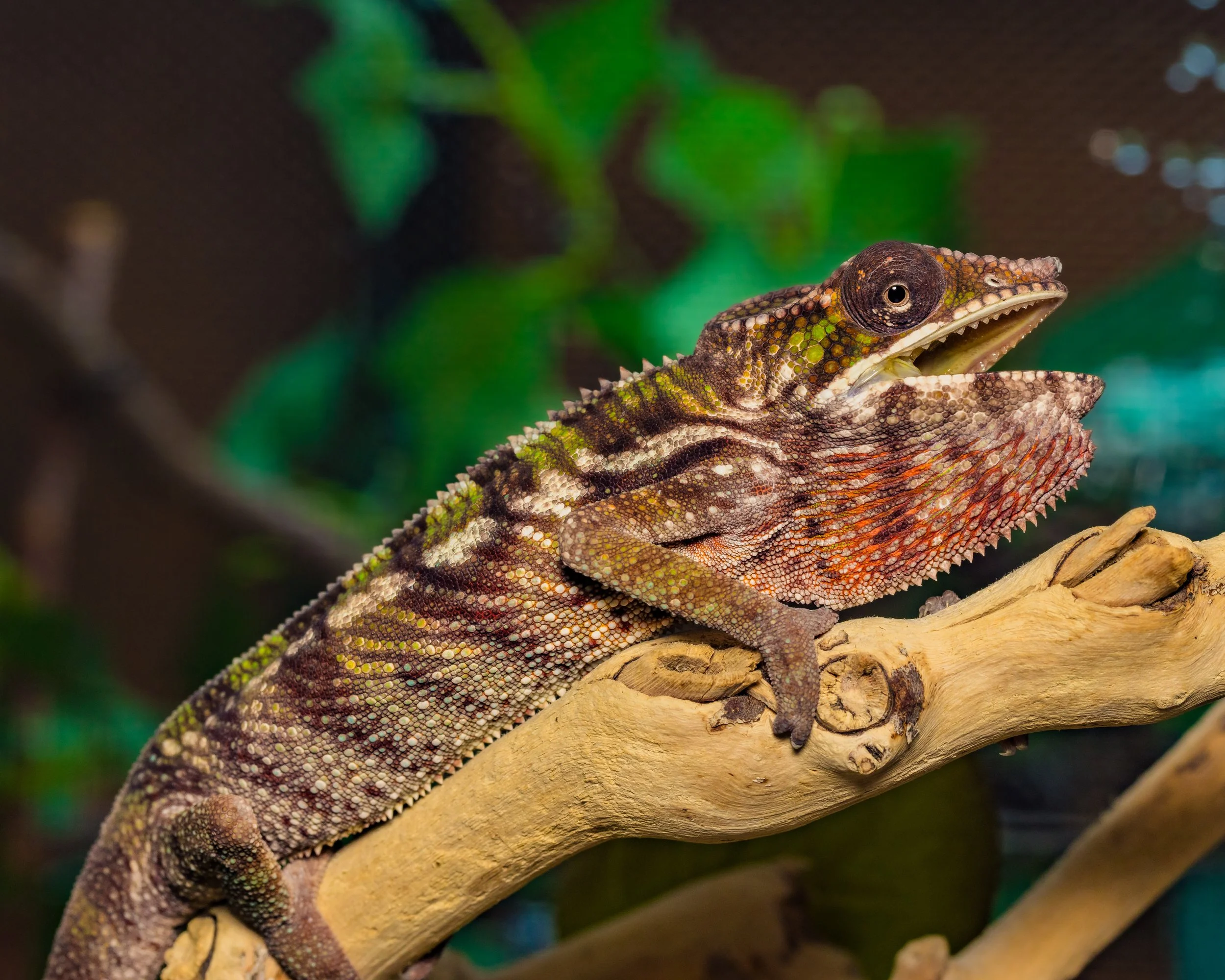 Male - Ambilobe Panther Chameleon (M062)