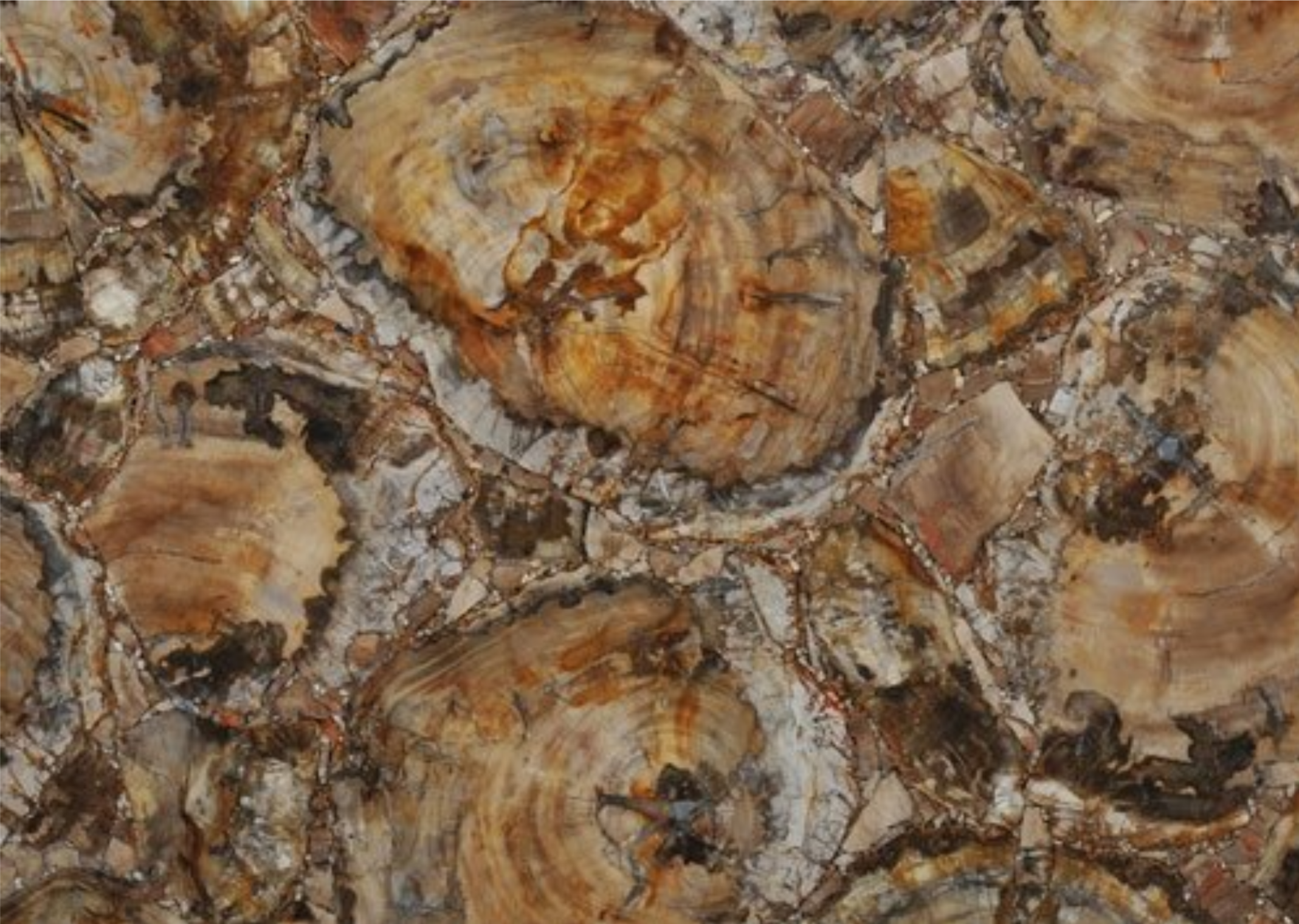 Petrified Wood Brown Classic