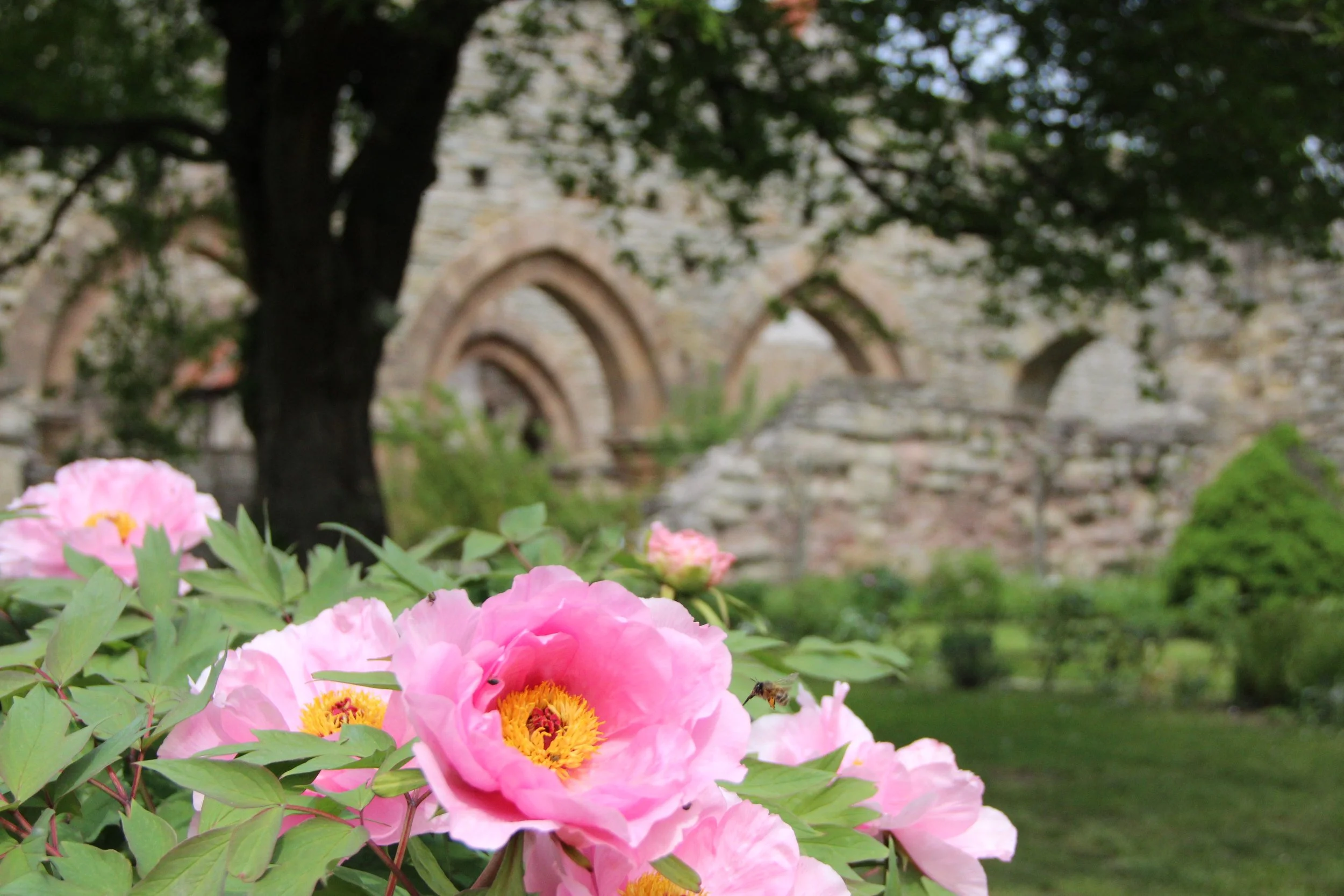Ferienangebot: Besuch bei den Klosterbienen in Memleben 