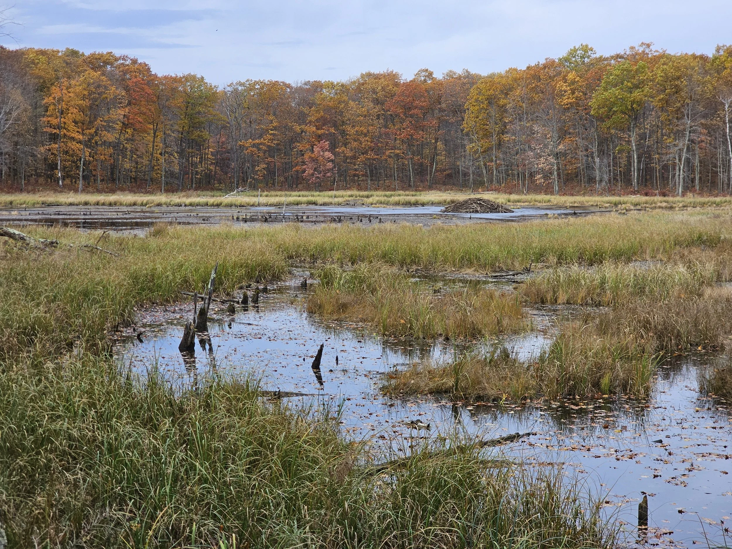 Beaver lodge on the Ice Age Trail just west of the Timberland Hills Lighted Ski Trail.
