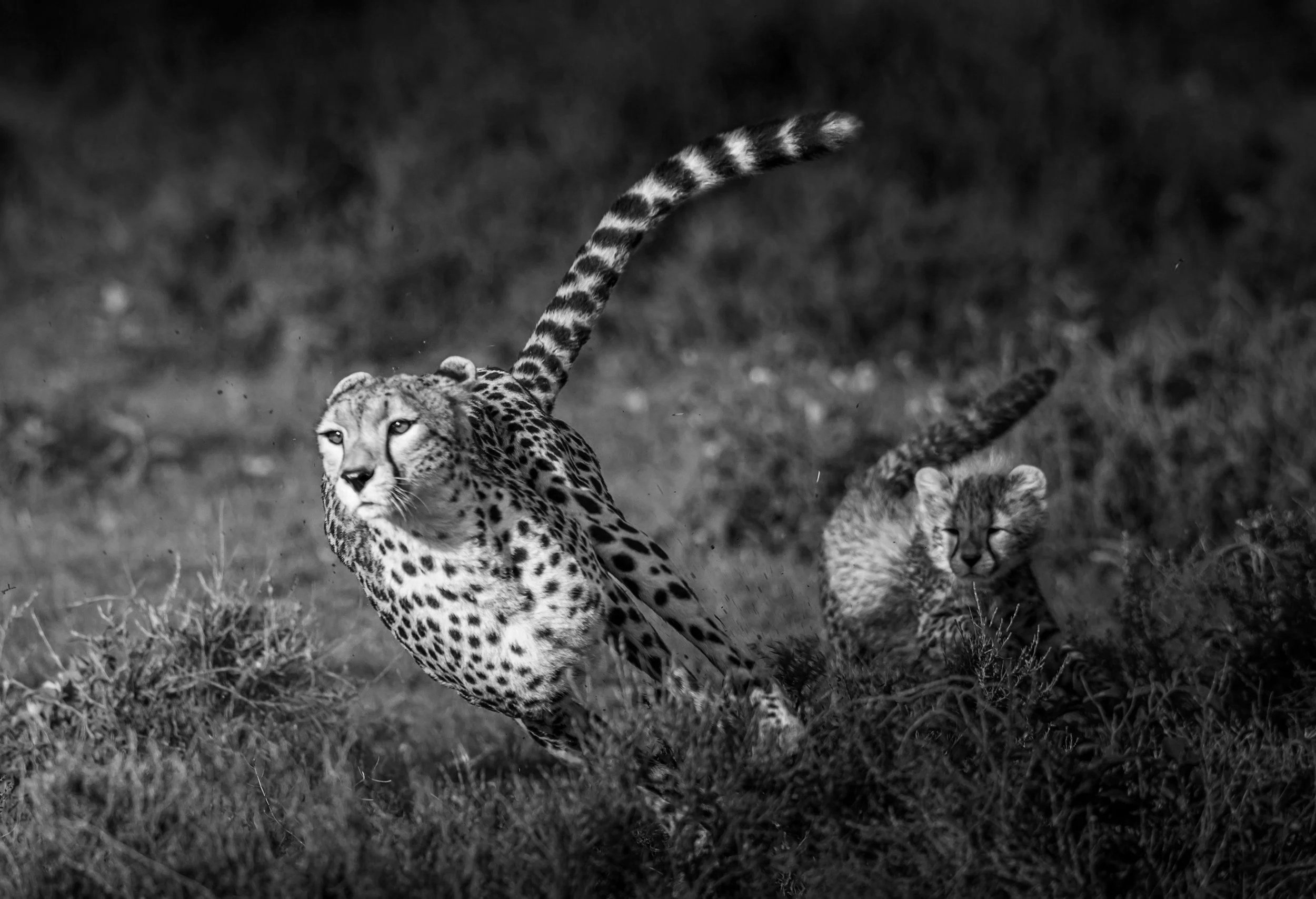 From Stillness Into Motion