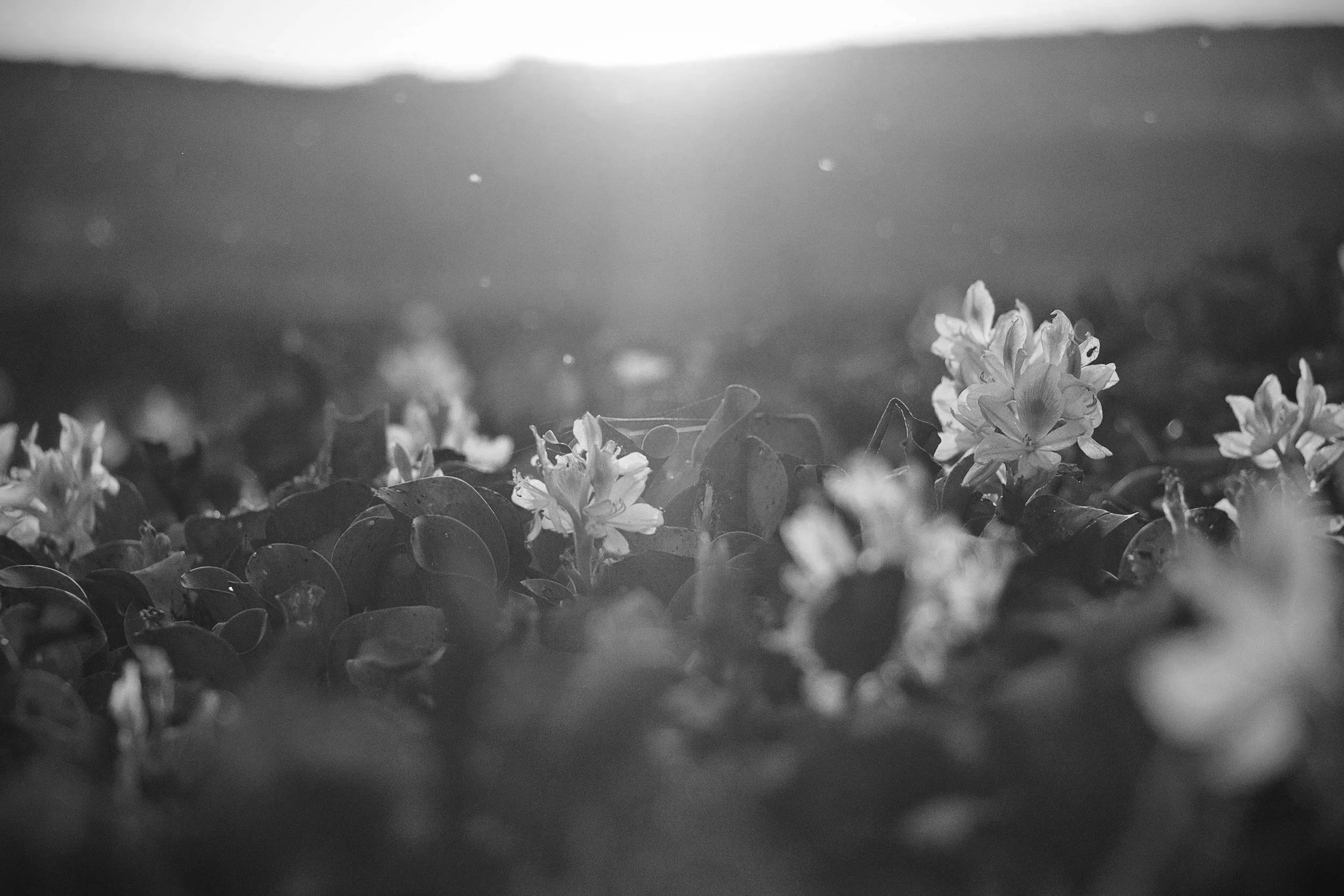 Choosing Gratitude Over Guilt: Letting Go Of Effort To Make Space For Ease