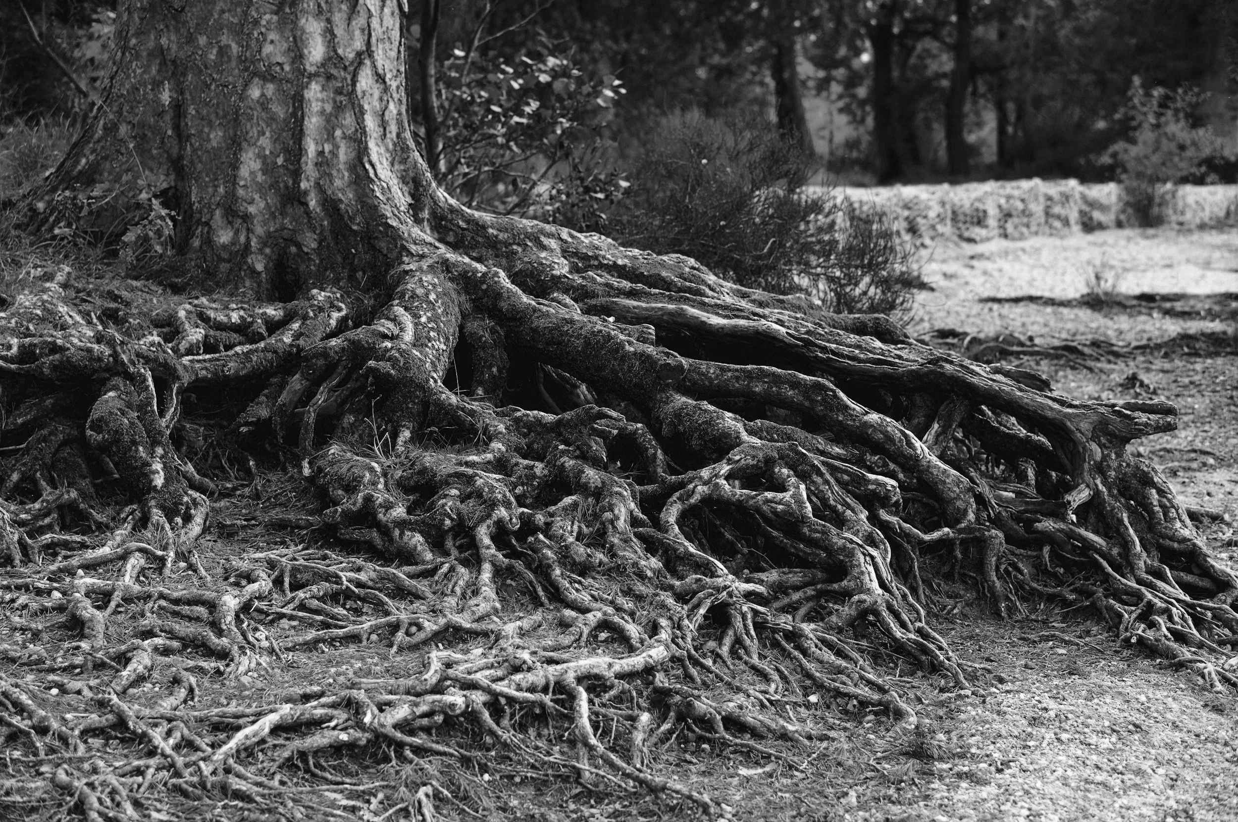 Becoming Unshakable: Channeling Inner Strength While Moving Forward After Loss
