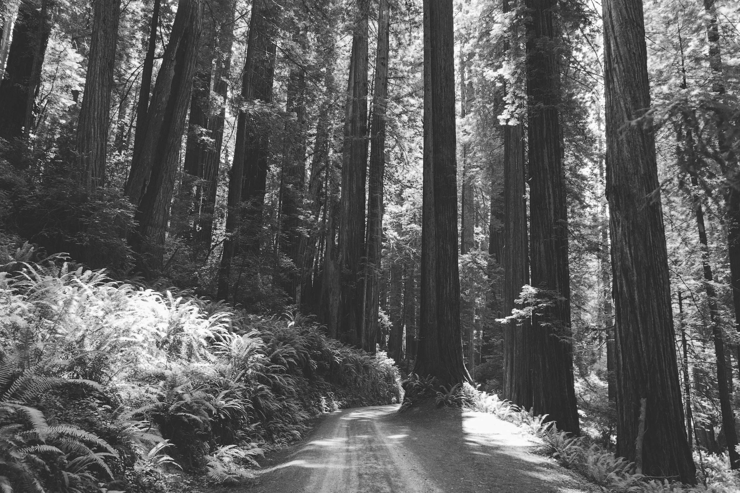 Rooting Into What’s Next: Embracing A New Identity And New Life After Loss And Transition