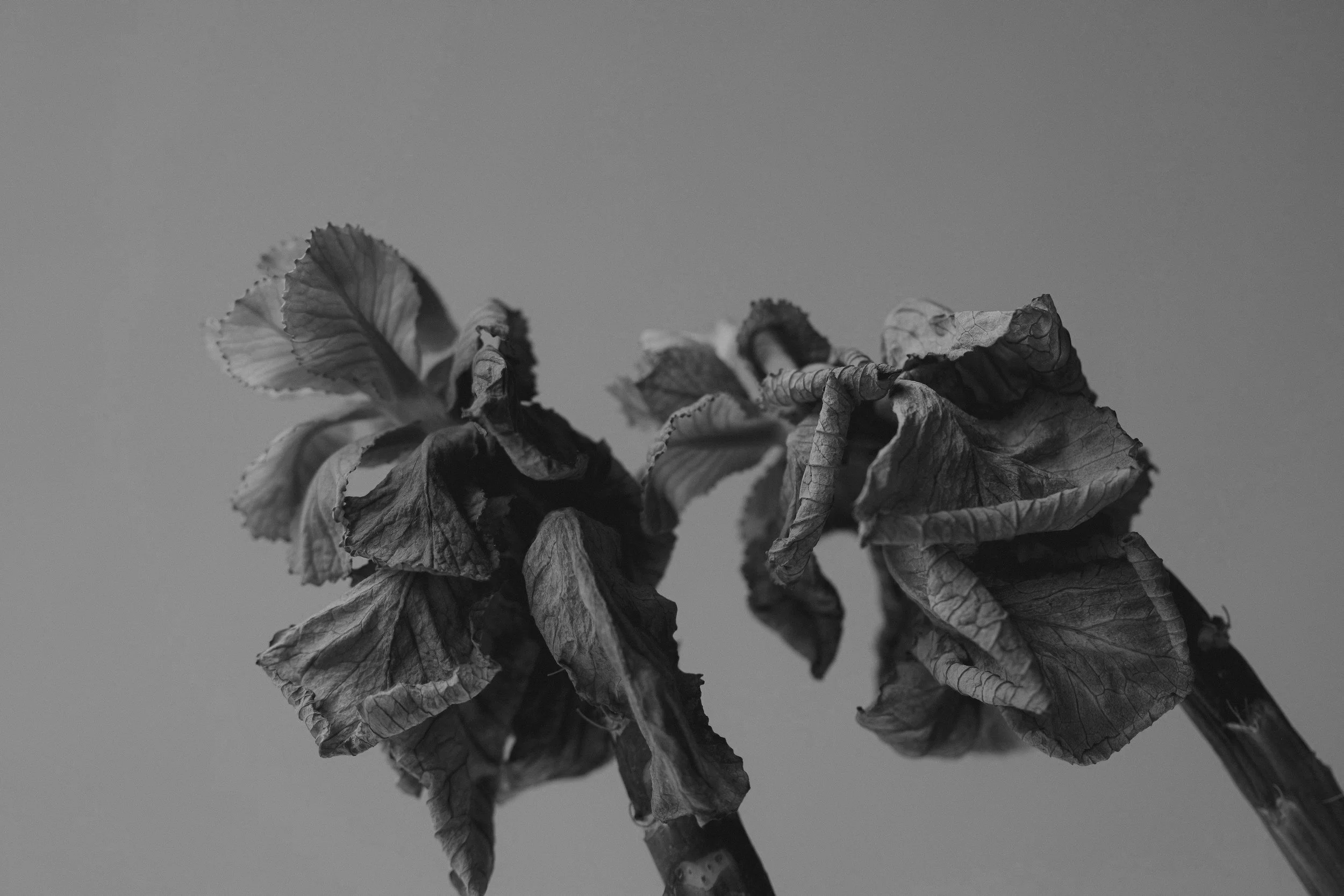 The Tenderness of Impermanence: Embracing What We Have Right Now Without Being Afraid Of What Comes After