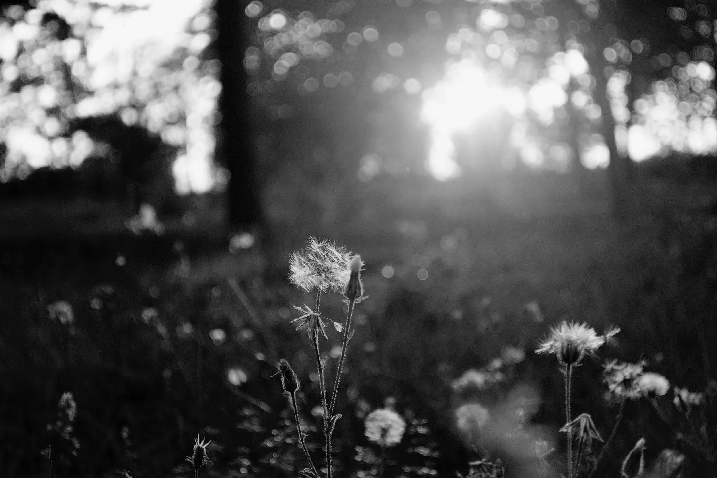Letting The Magic In: Embracing Small Joys And Allowing Yourself to Just Be 