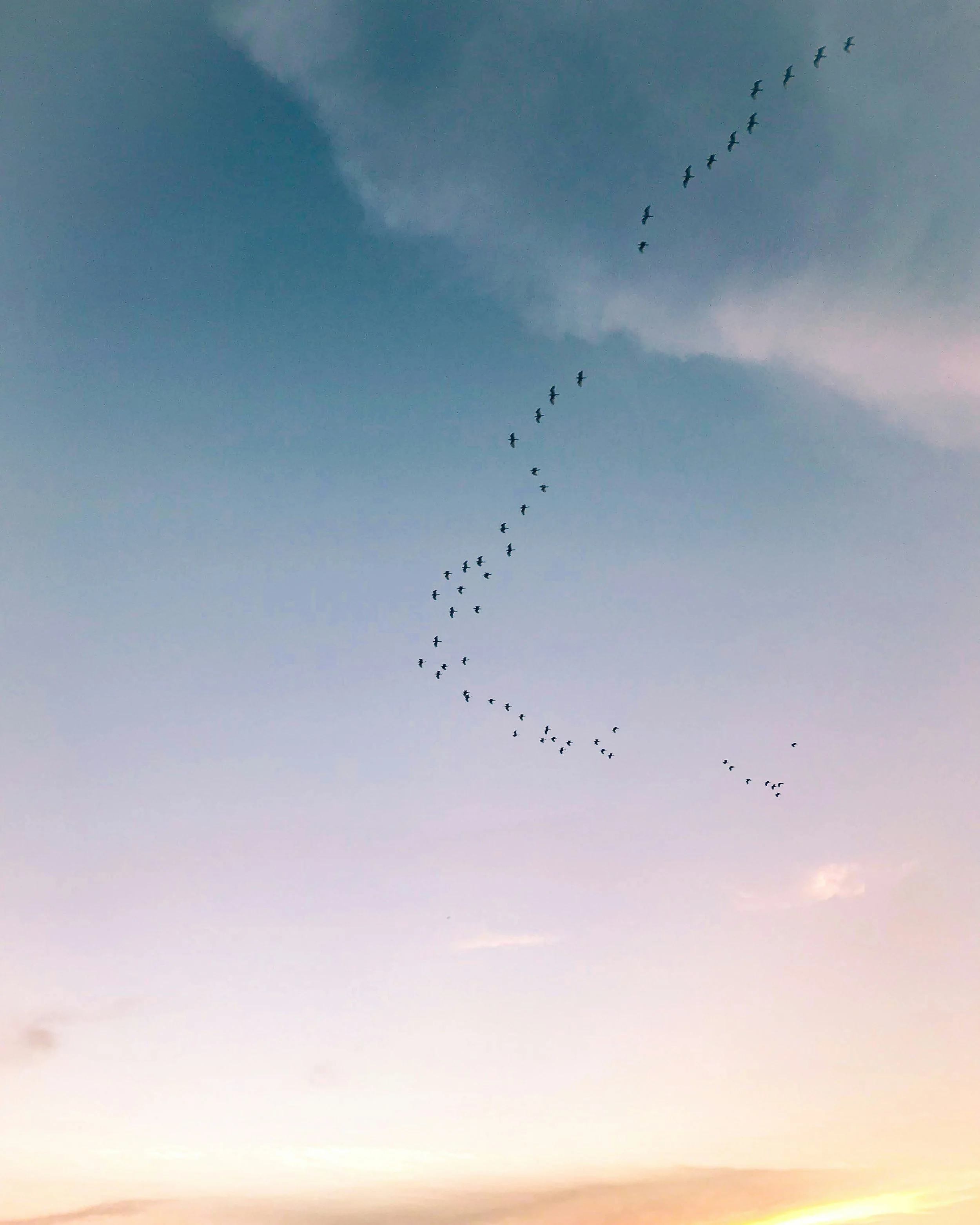 A flock of birds flying through a sunset sky