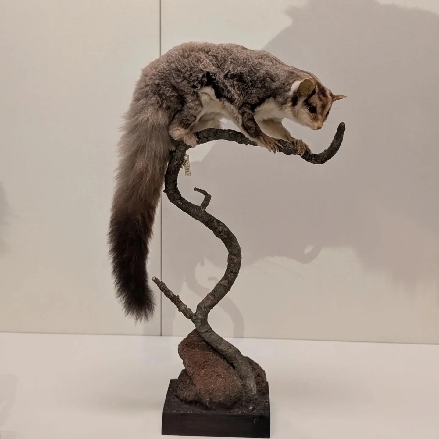 I went on holiday to Sydney, and got a whole lot of inspiration from the Australian Museum ☺️ 

New designs are in the works!

#naturalhistory #inspired #sydneyaustralia