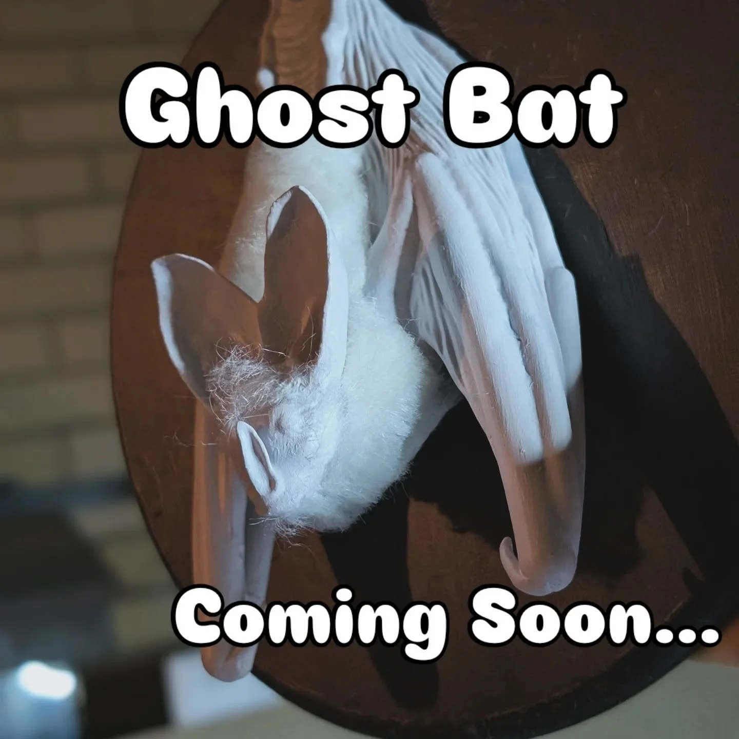 I'm excited for this one! Life size ghost bat wall hanging coming soon to one of my retail spaces! Which one though.... Stay tuned to find out 😉 

#shoplocalbrisbane #ghostbat #fauxidermy #amazingrarethings