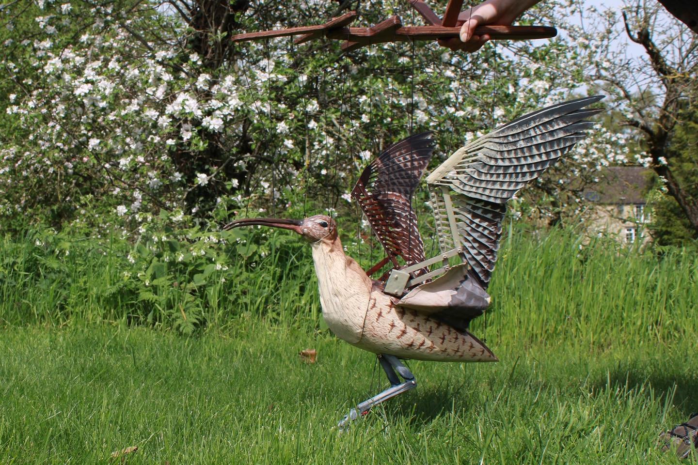 April 21st is officially #worldcurlewday so thought it would be appropriate to post the latest photos of Debbie! 
Debbie is an Eurasian curlew, a bird native to the UK but one that is is serious decline. Low chick survival rates due to predation and 