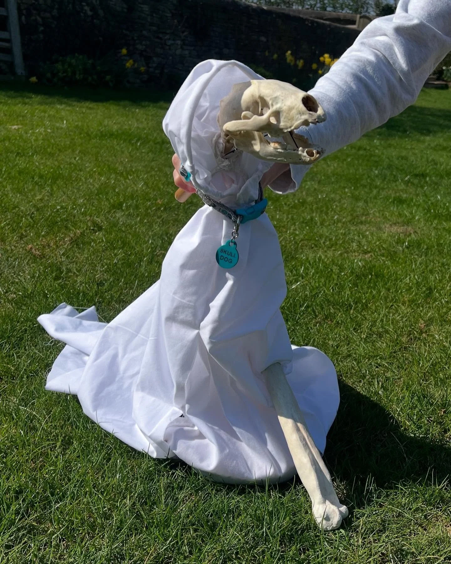 Introducing my newest puppet, Badger the Skull dog!

I fell in love with a skull dog made by Rene Baker while at the Curious School of Puppetry when we worked on my final piece, Best in Show. After finishing I decided to make my own, inspired by her 