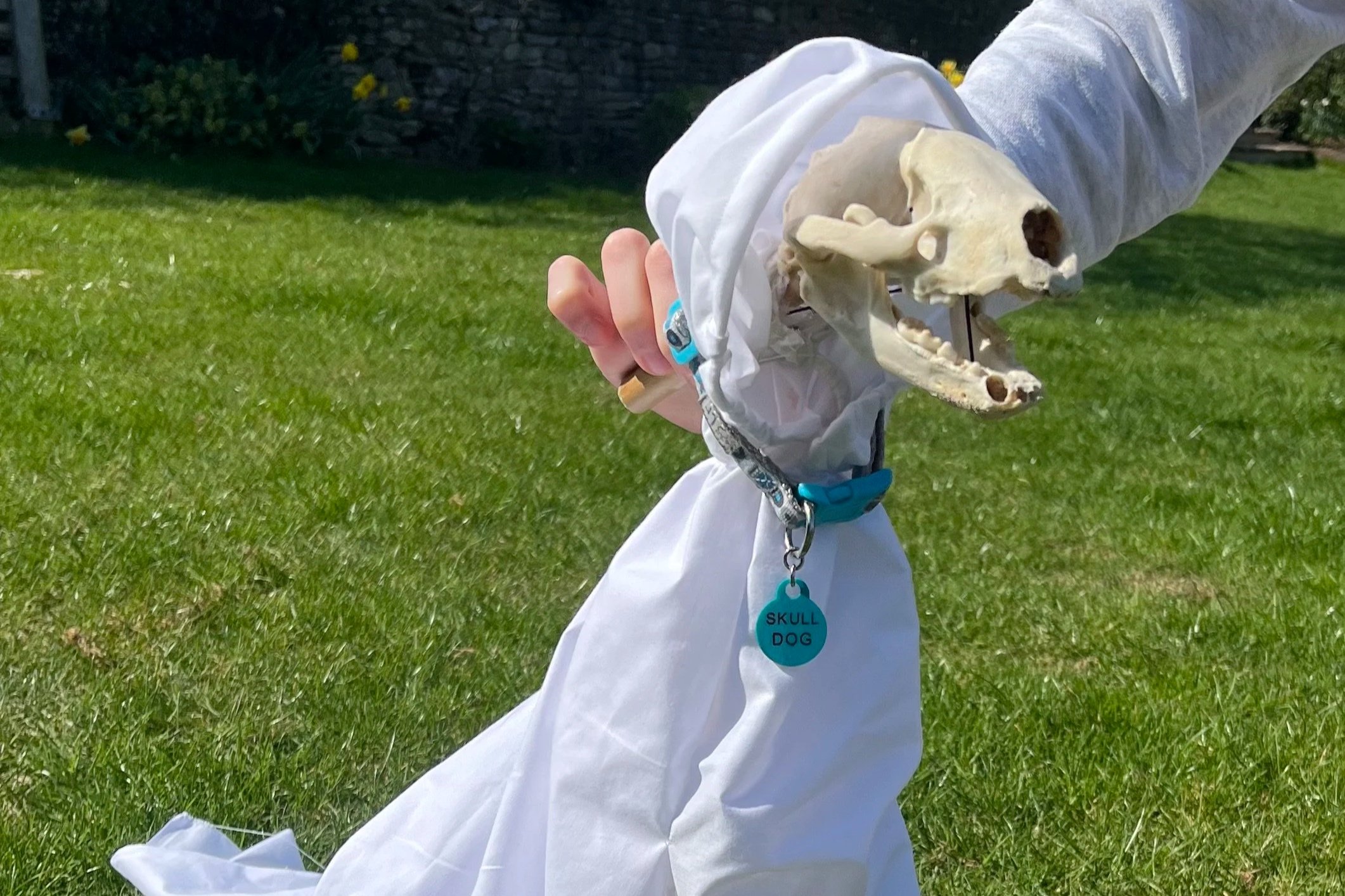 Skull Dog