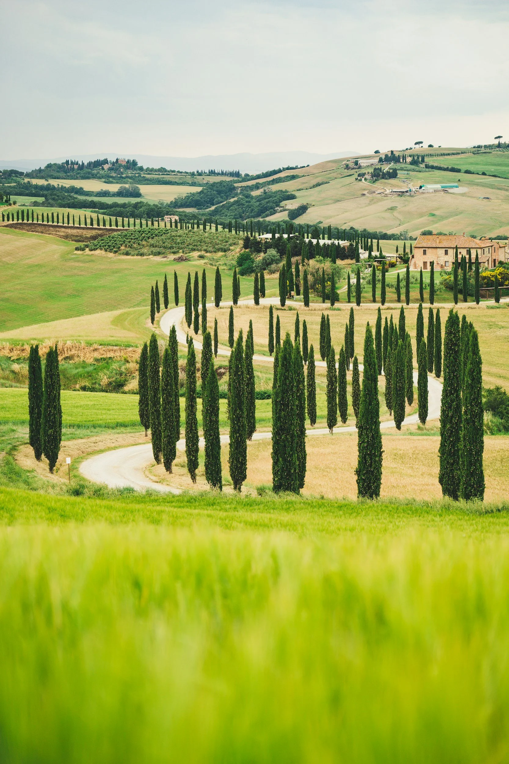 Rolling hills with lush green fields and numerous tall, narrow cypress trees lining winding dirt roads, characteristic of the Tuscan countryside in Italy.