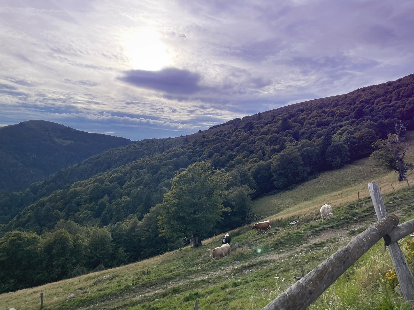 🐑🐏🌳🐮🔔 les voisins