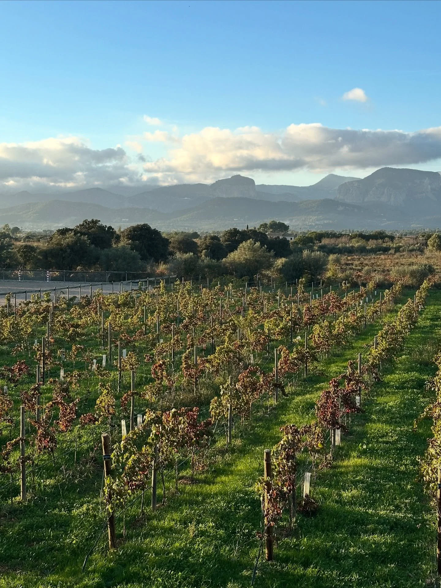 Our beloved corner of Mediterranean paradise - wild, serene and off the beaten track ❤️

&mdash;-

Nuestro querido rinc&oacute;n del para&iacute;so mediterr&aacute;neo - salvaje, sereno y alejado de las rutas habituales ❤️