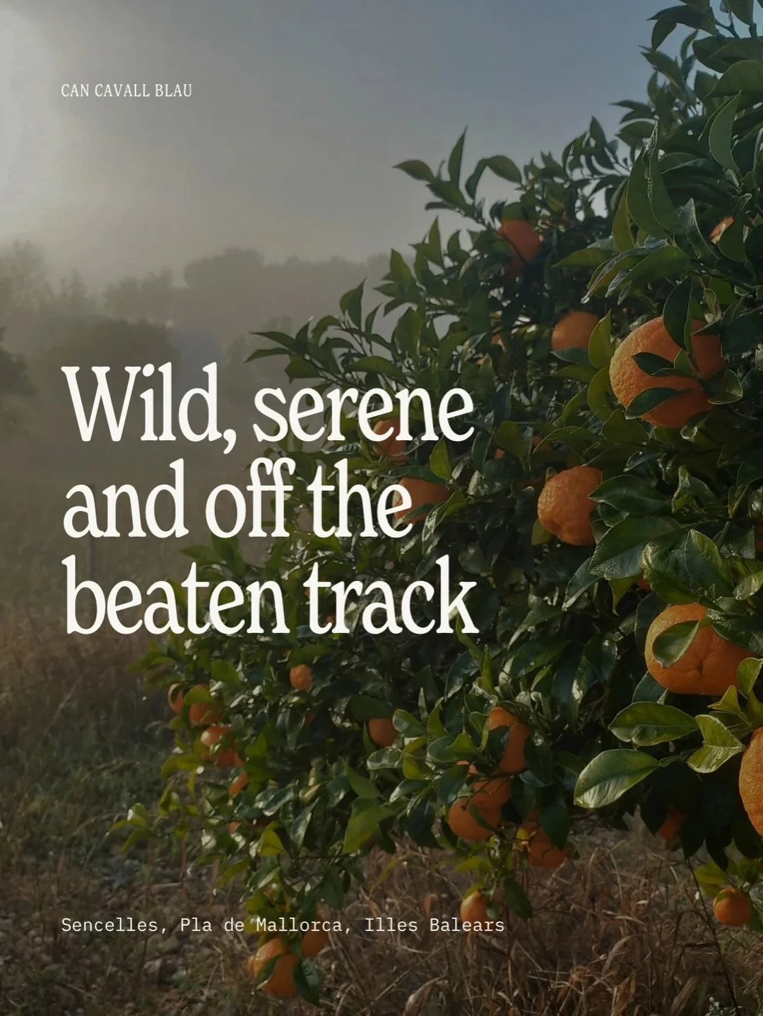 Your window into rural life in Mallorca 🍊Share with a friend who would like to visit ❤️