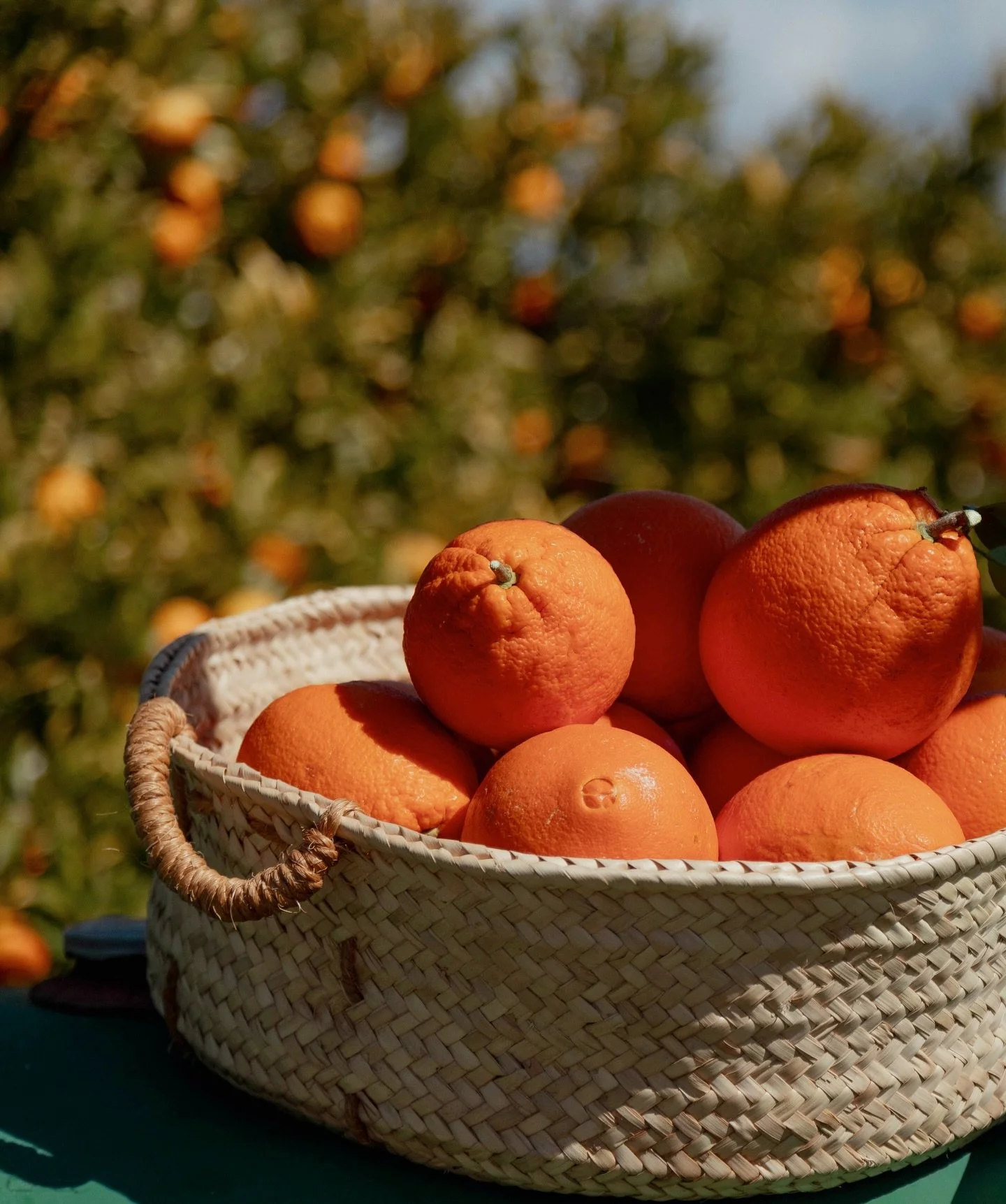It&rsquo;s the 🍊season! The bitter kind. The good kind.

Out in the orchards the trees are heavy with fruit after months of slow growing between cool nights and bright winter days. This is the moment we wait for.

These oranges become Amarg&eacute;r